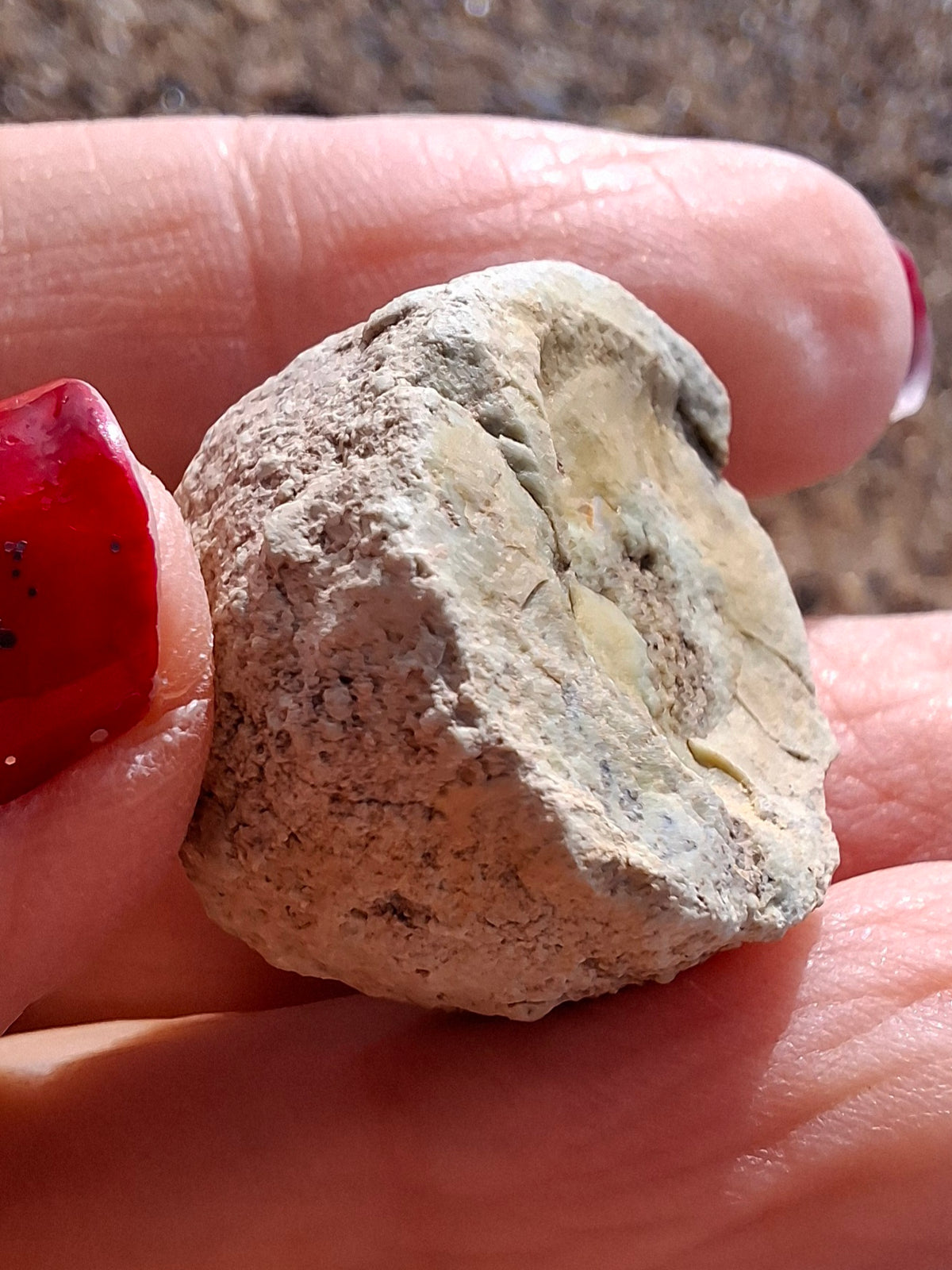 Sauropod Dinosaur Coprolite, 9.31g, Fossil (Ref: DP2)