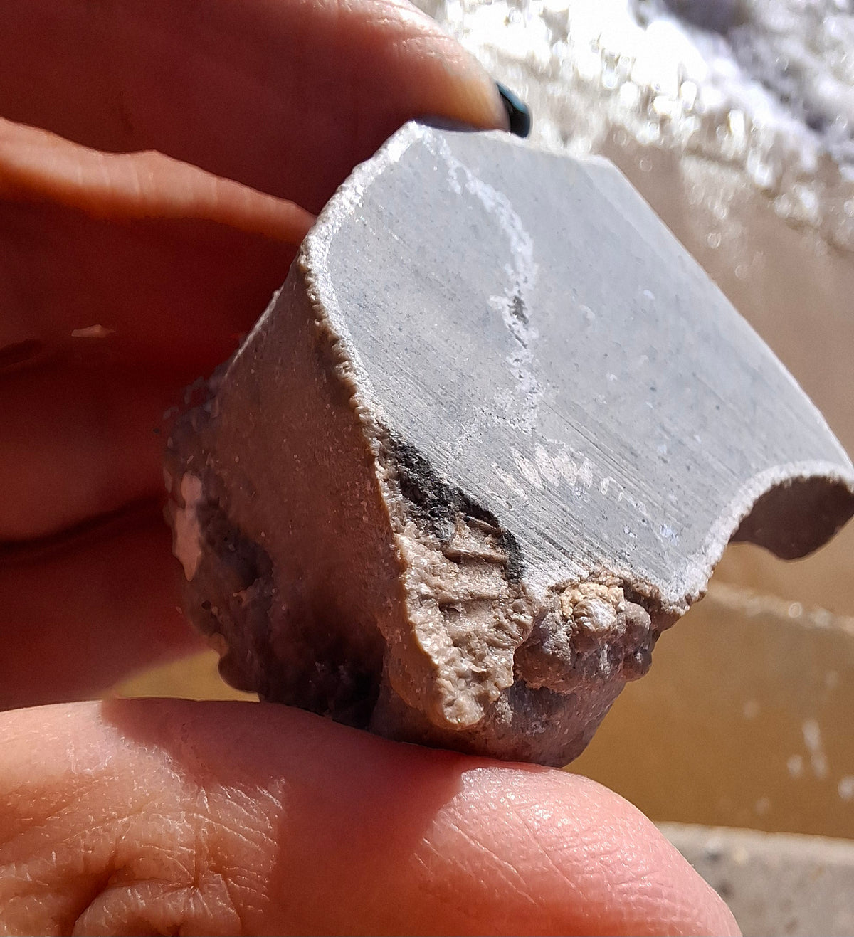 Ammonite Cluster, Fossil (Ref: ACL1)