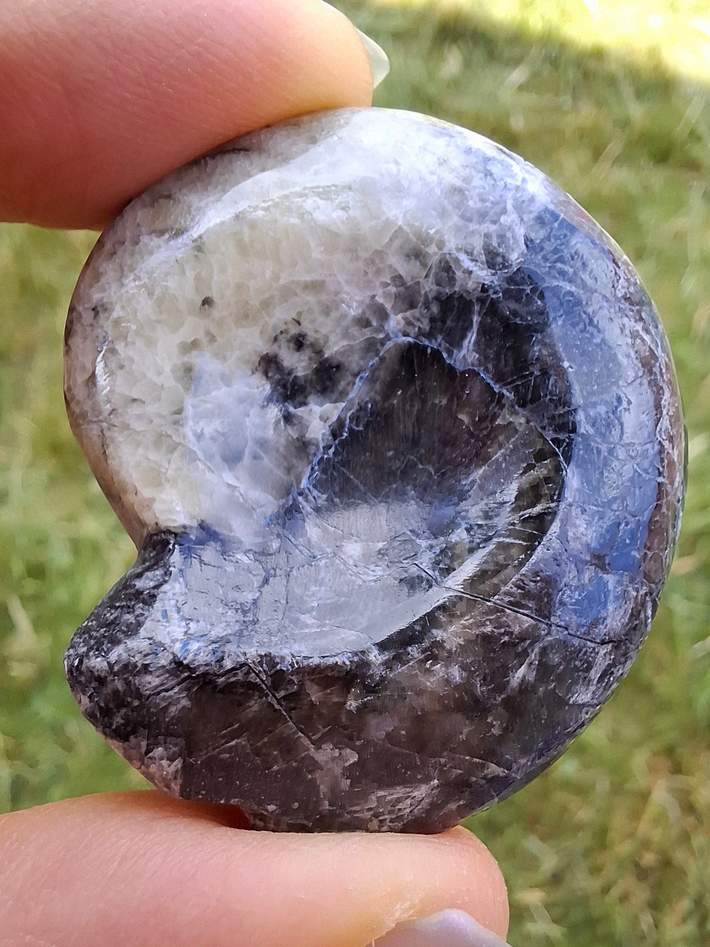 Goniatite, Fossil (Ref: GA3)