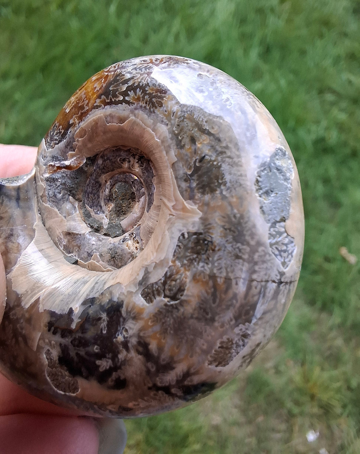 Polished Ammonite, Fossil (Ref: AMM1)