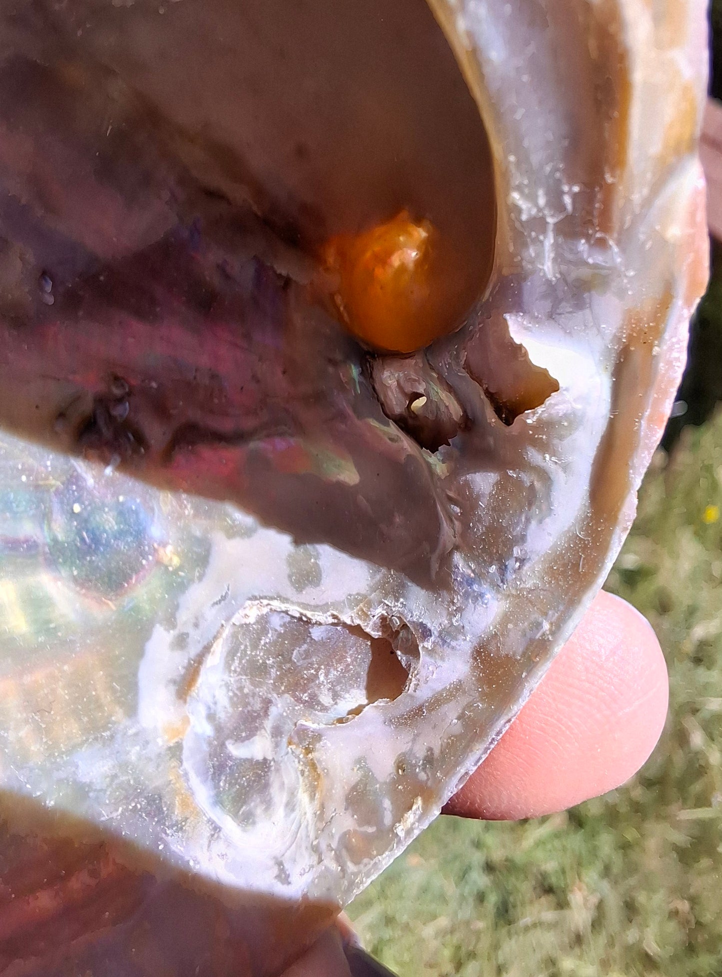 Abalone Shell, (Ref: SH1)