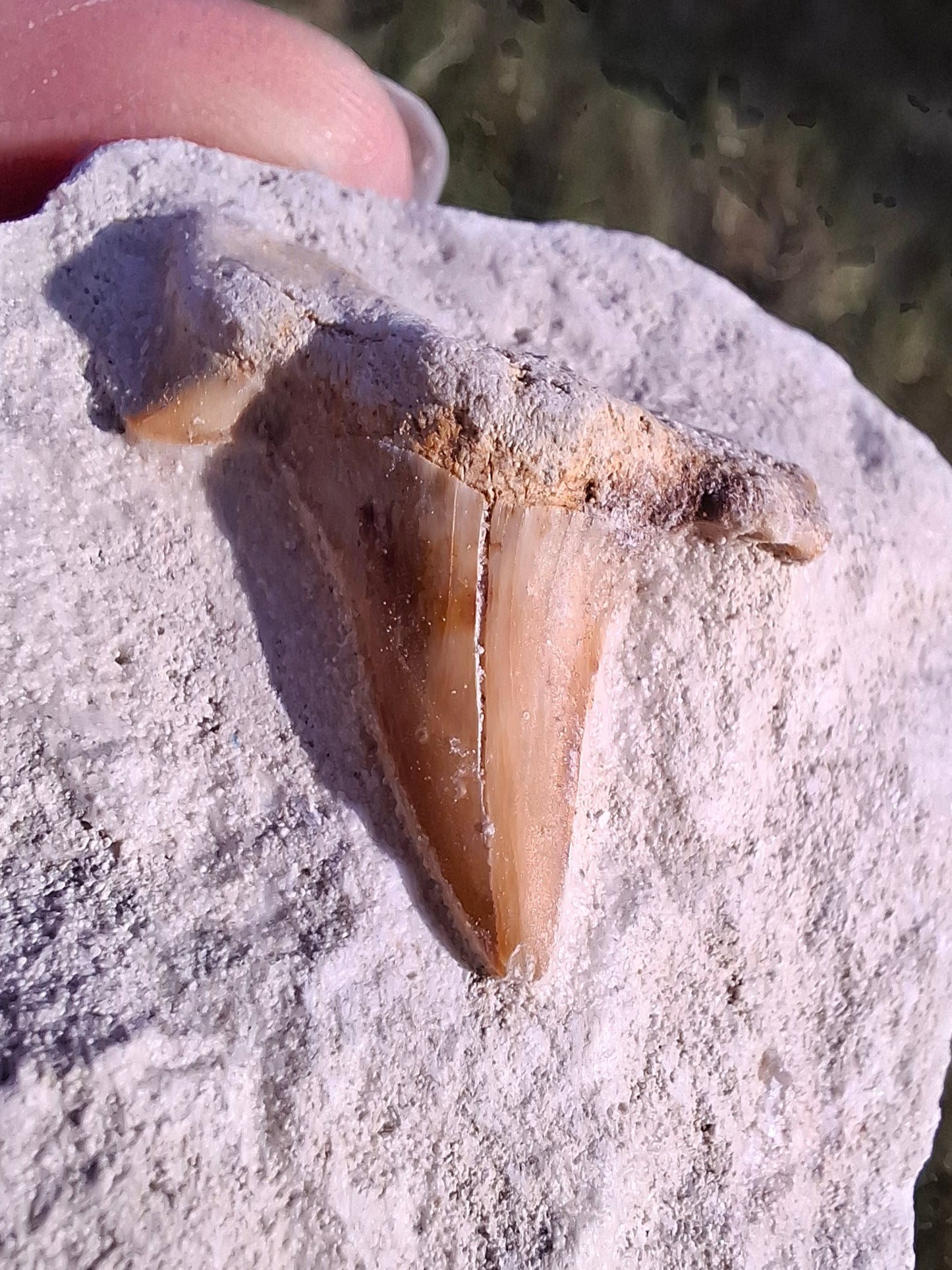 Otodus Shark Tooth, Fossil (Ref: OT4)