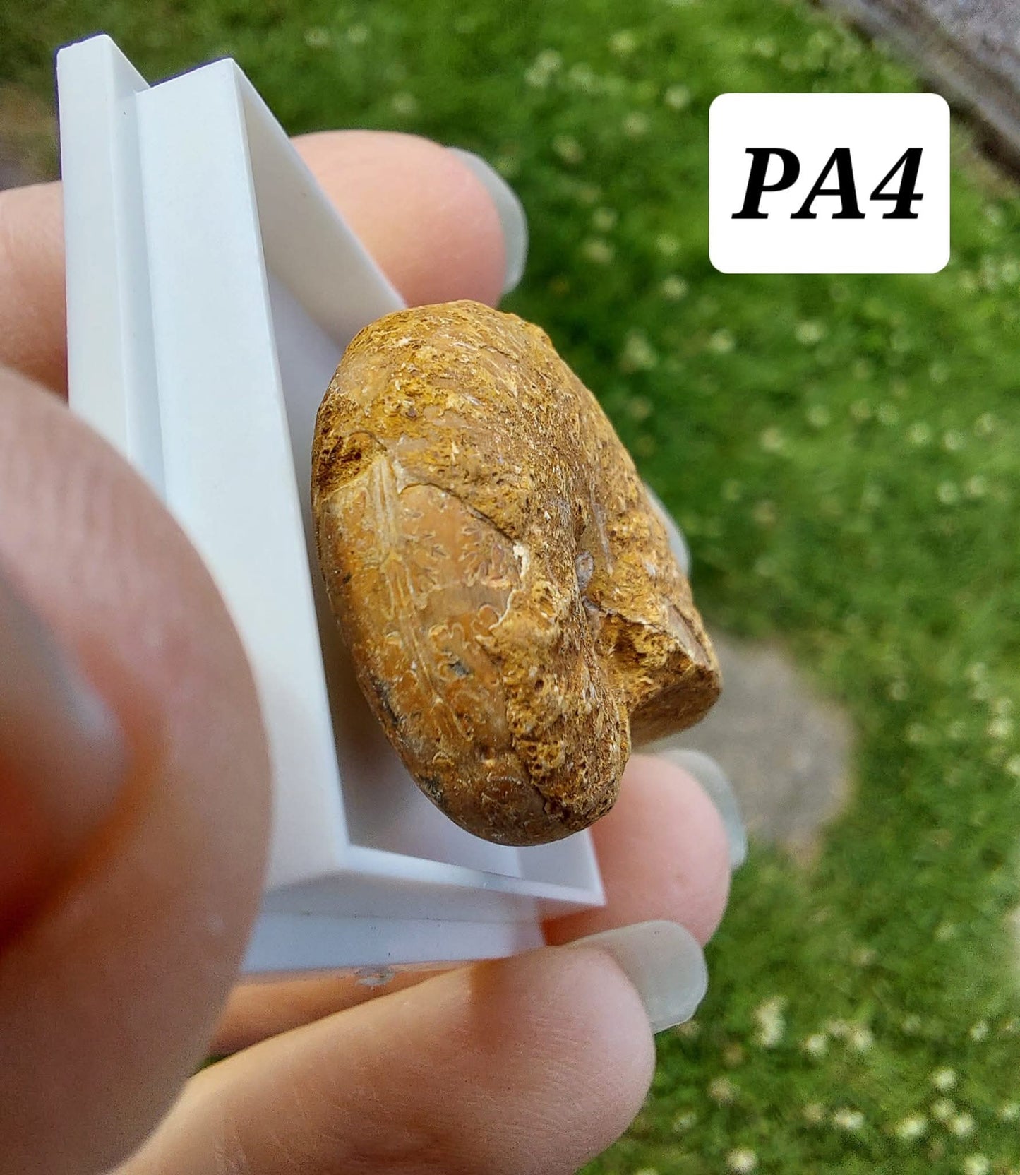 Phylloceras Ammonite, Fossil (Ref: PA4)