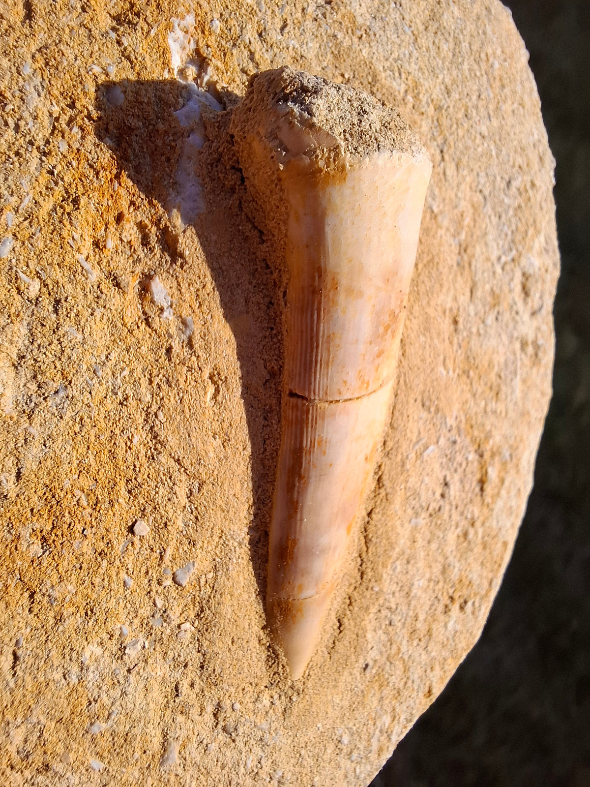 Enchodus Sabre Tooth, Fossil (Ref: ES5)