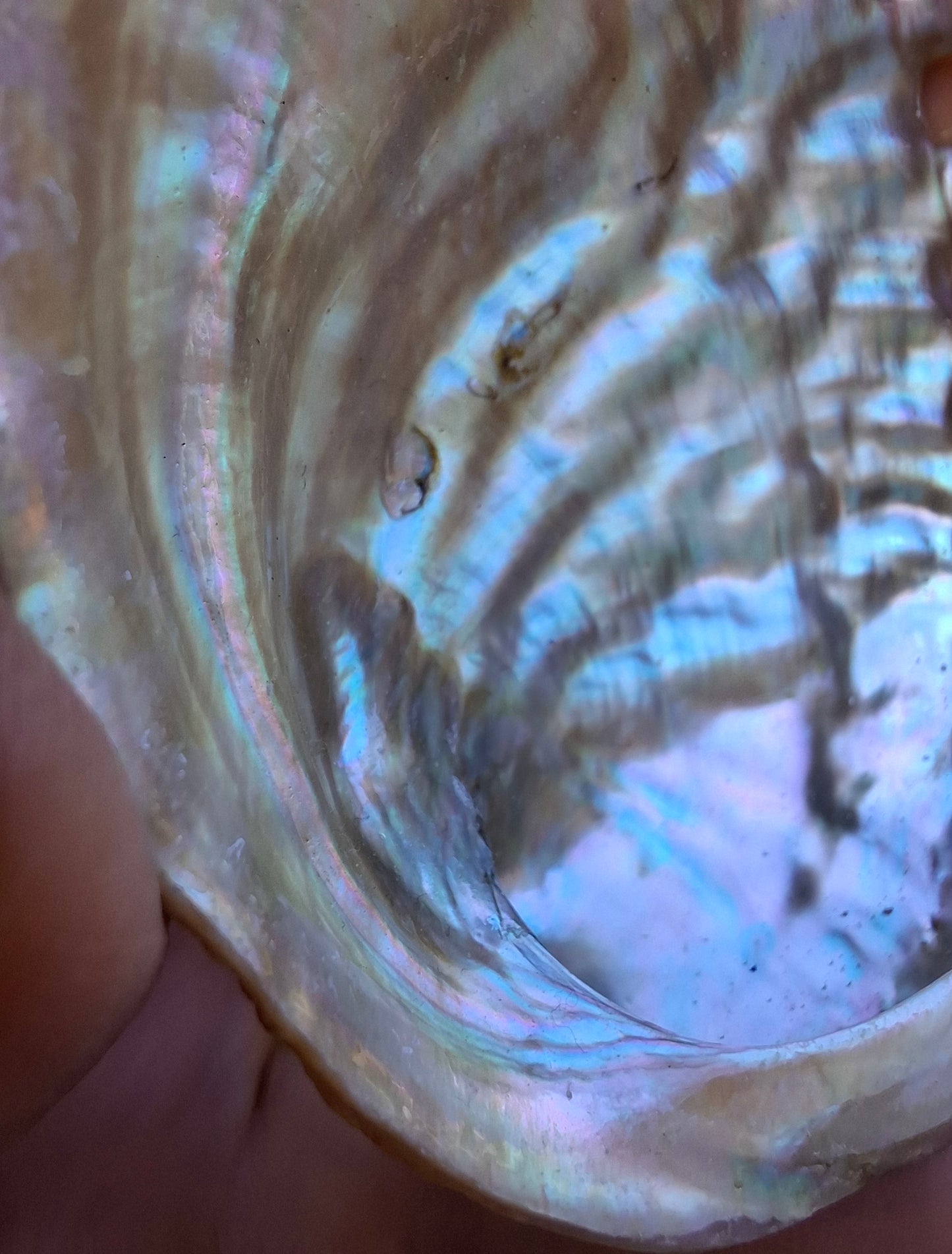 Abalone Shell, (Ref: SH3)