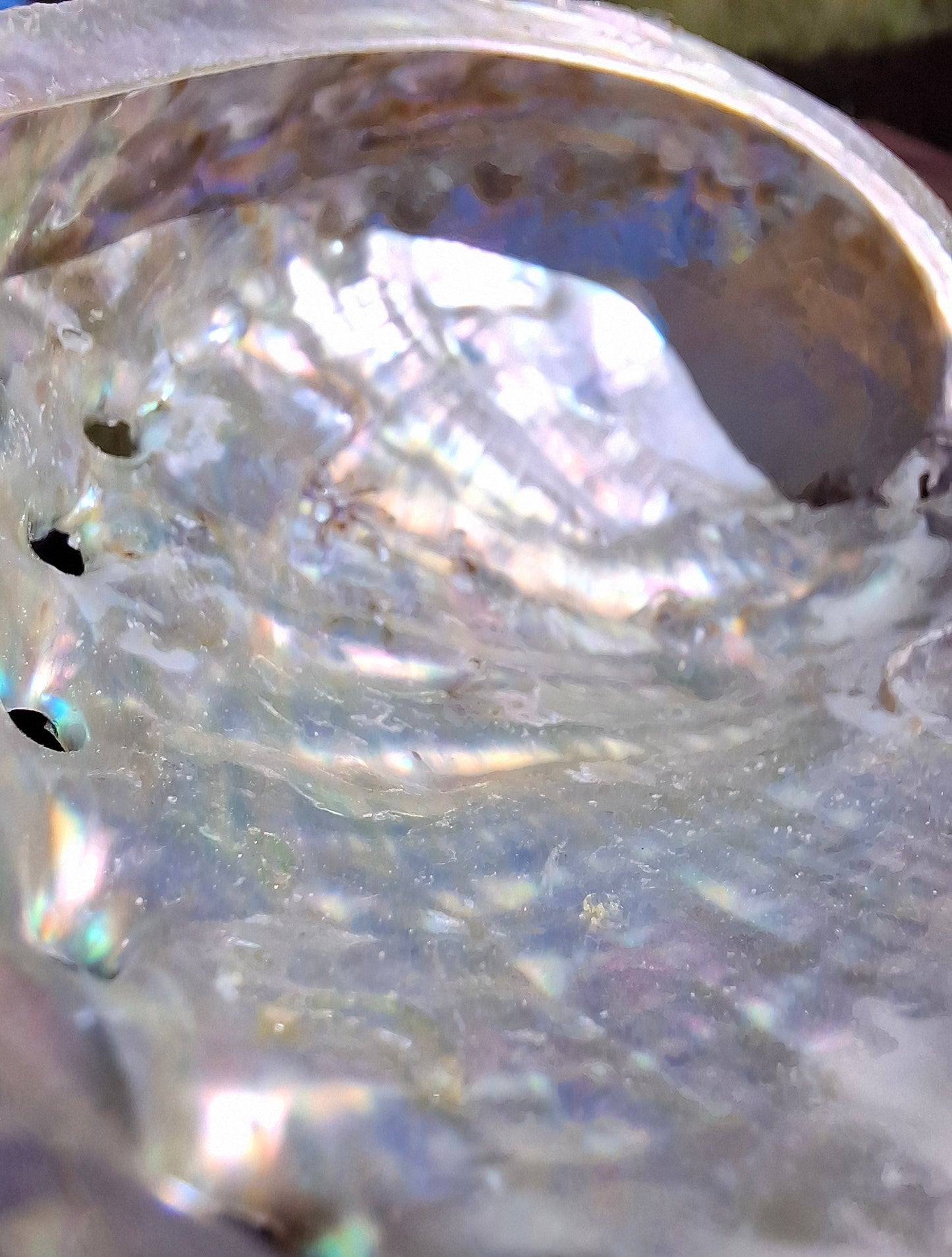Abalone Shell, (Ref: SH1)