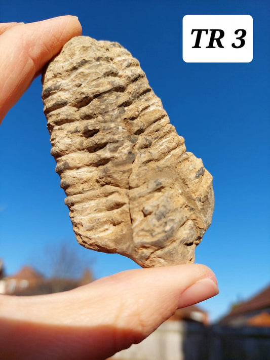 Trilobite (Flexicalymene), 83.86g, Fossil (Ref: TR3)