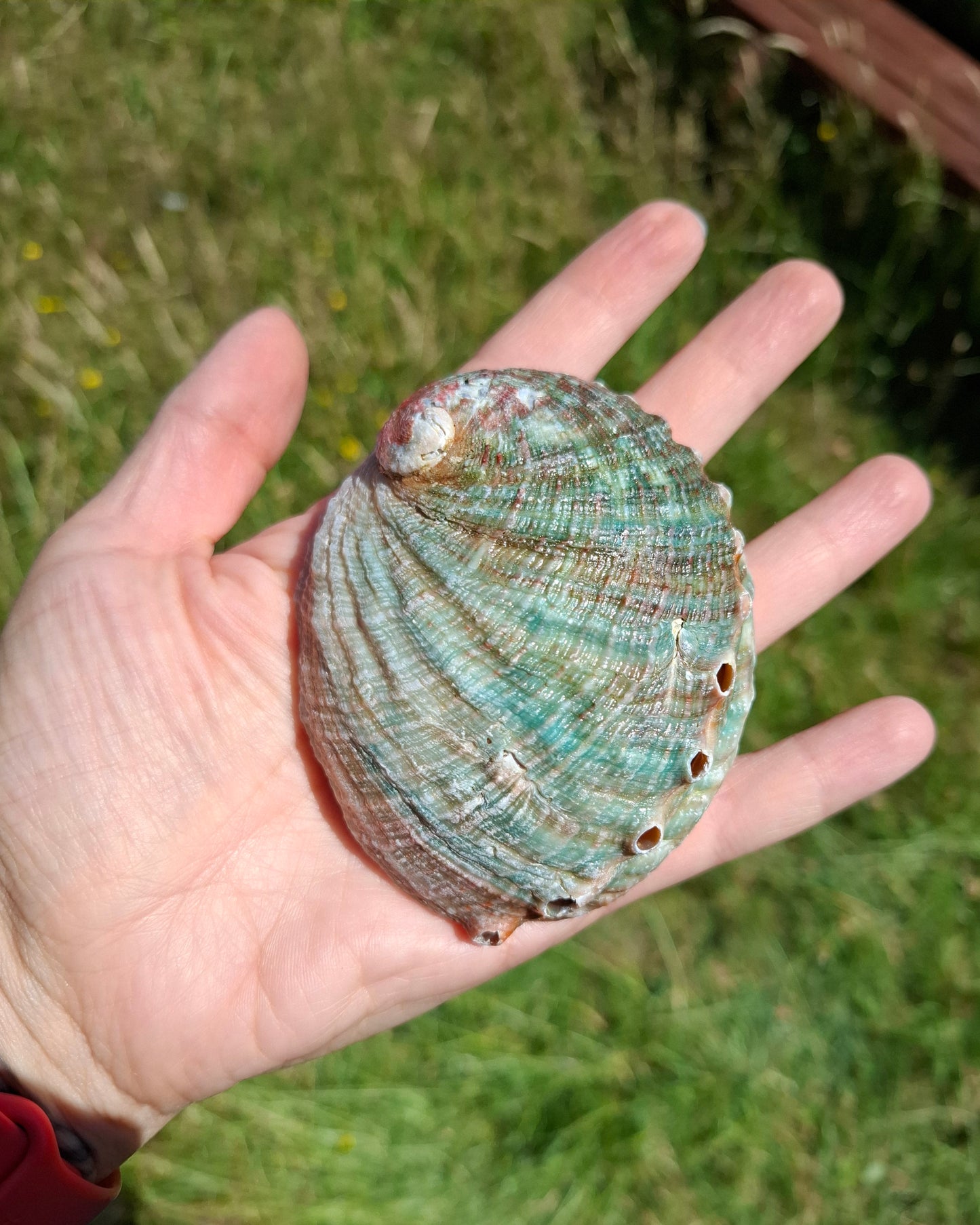 Abalone Shell, (Ref: SH2)