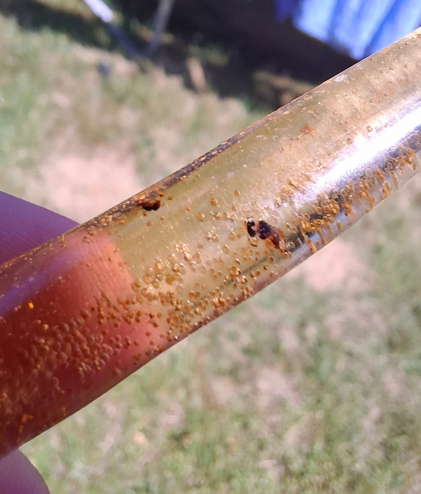 Copal Young Amber with INSECTS inside, 5.46g, Fossil (Ref: CA36)