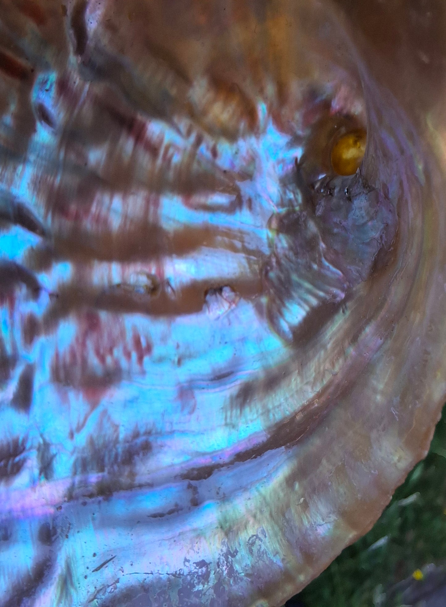 Abalone Shell, (Ref: SH3)