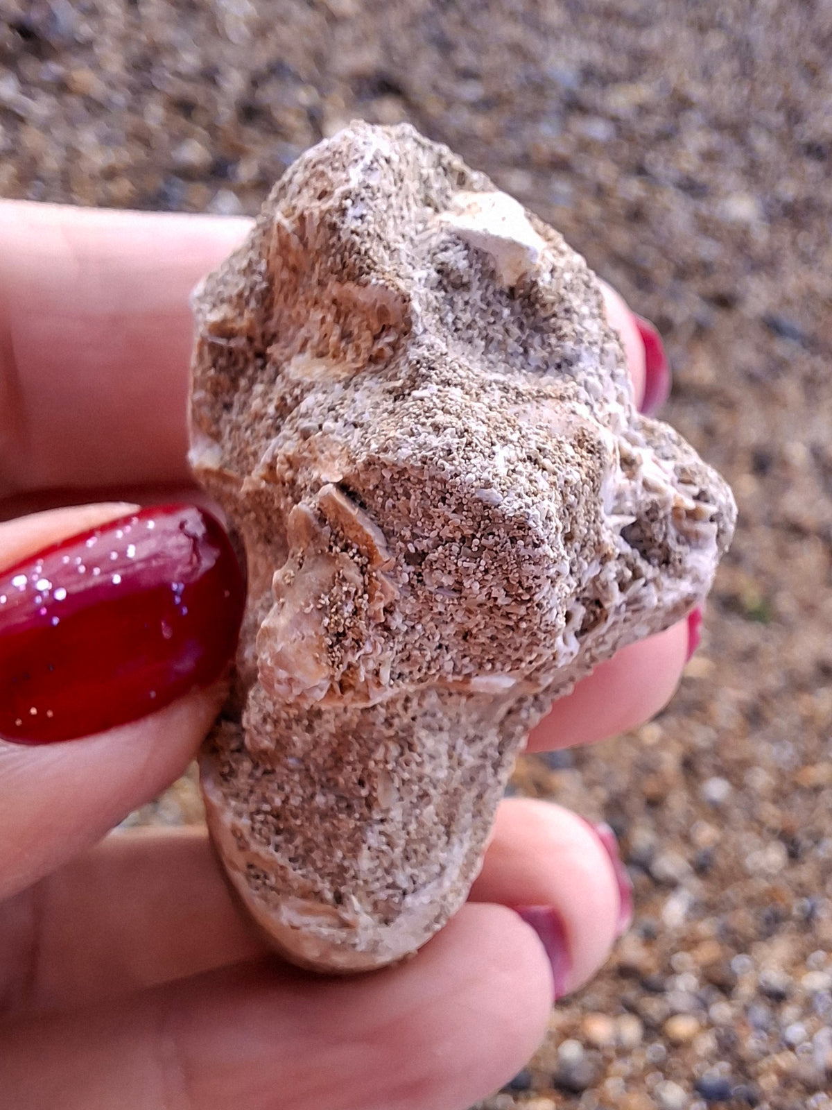 Mosasaurus Tooth with matrix, Fossil, (Ref: MTM1)