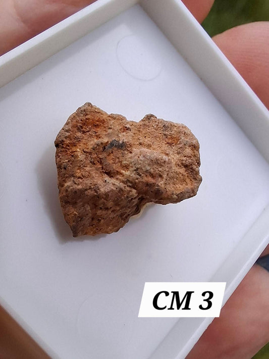 Chondrite, Meteorite (Ref: CM3)