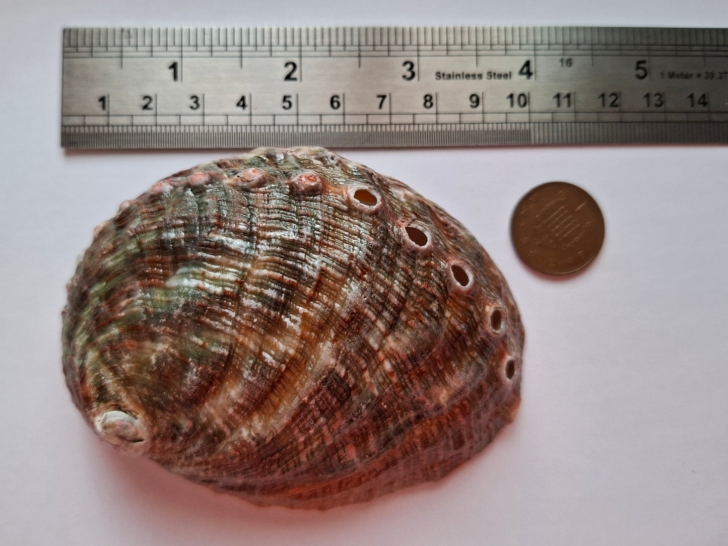 Abalone Shell, (Ref: SH3)