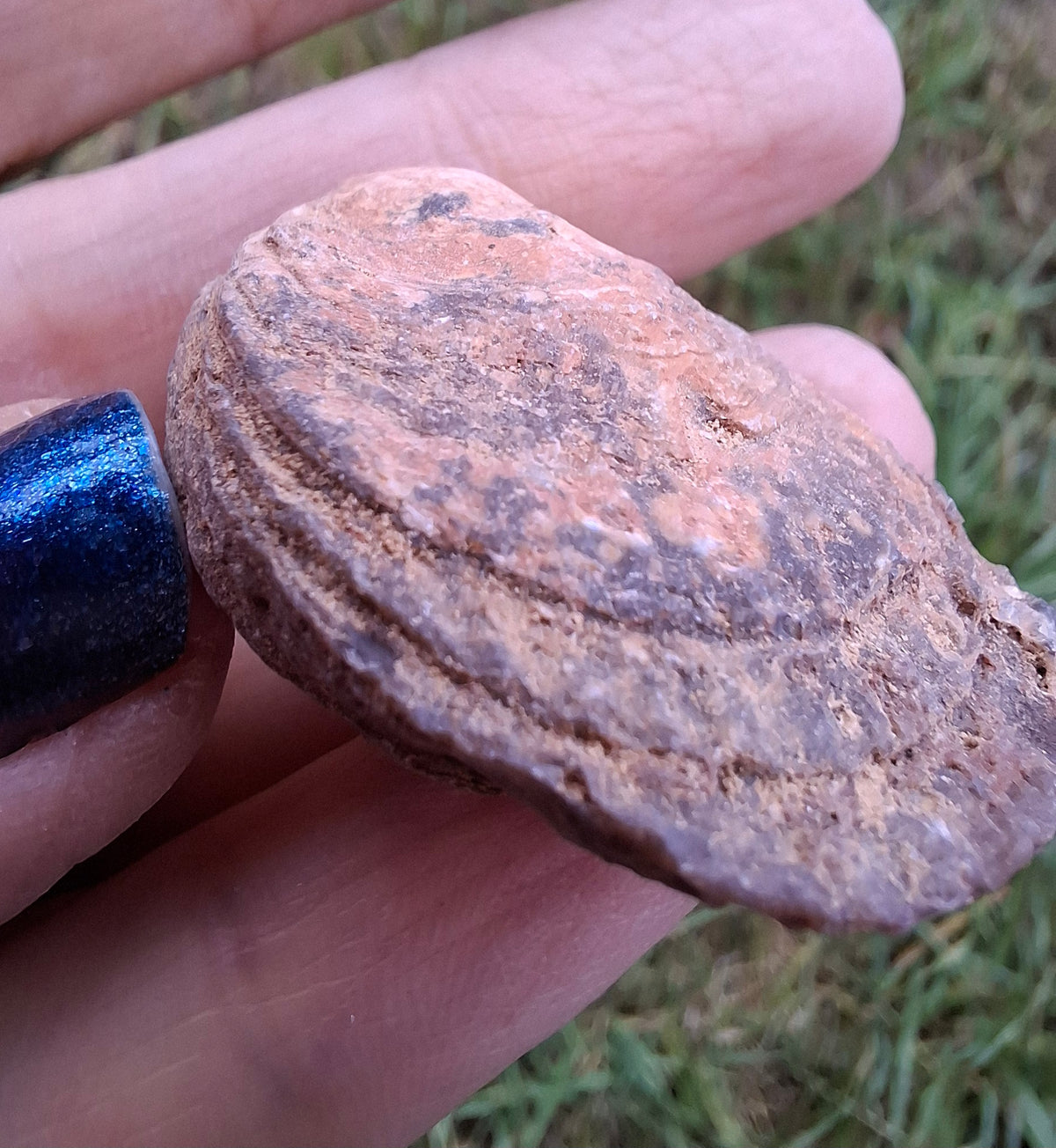 Chalcedony Oyster, Fossil (Ref: FO9)