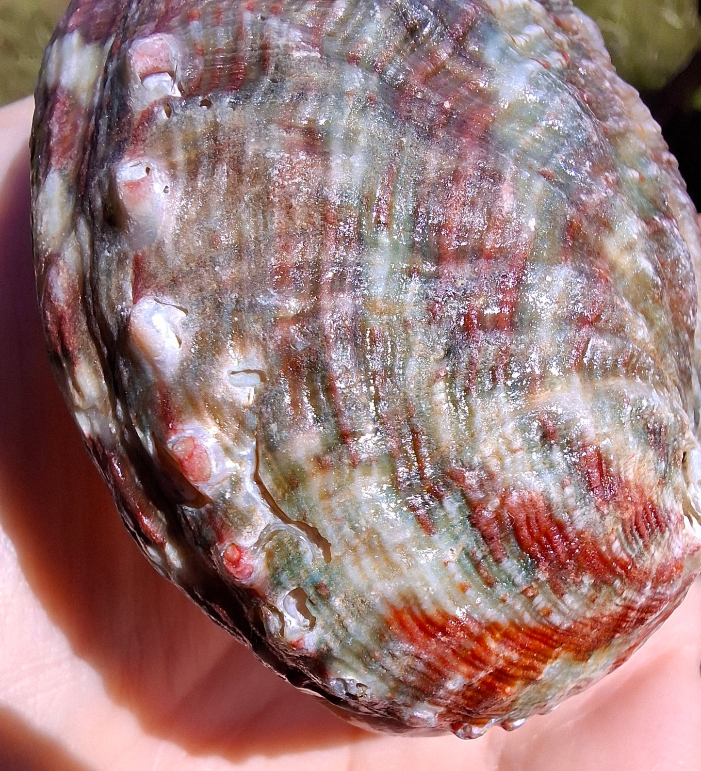Abalone Shell, (Ref: SH3)