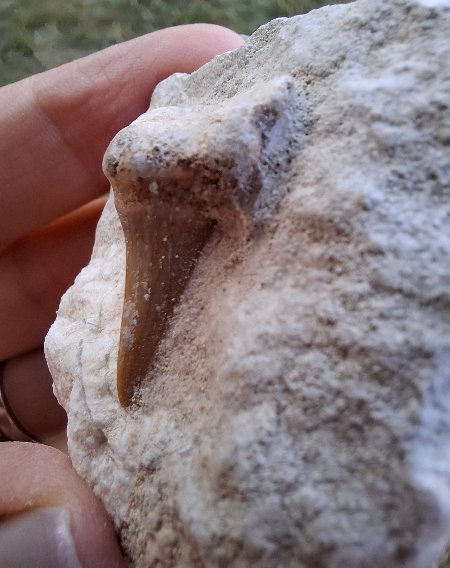 Otodus Shark Tooth in Rock, Fossil (Ref: OT2)