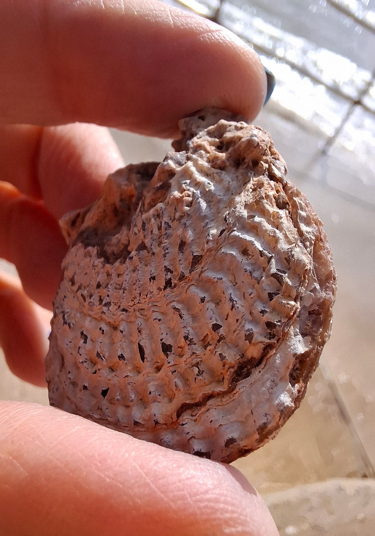 Chalcedony Oyster, Fossil (Ref: FO1)