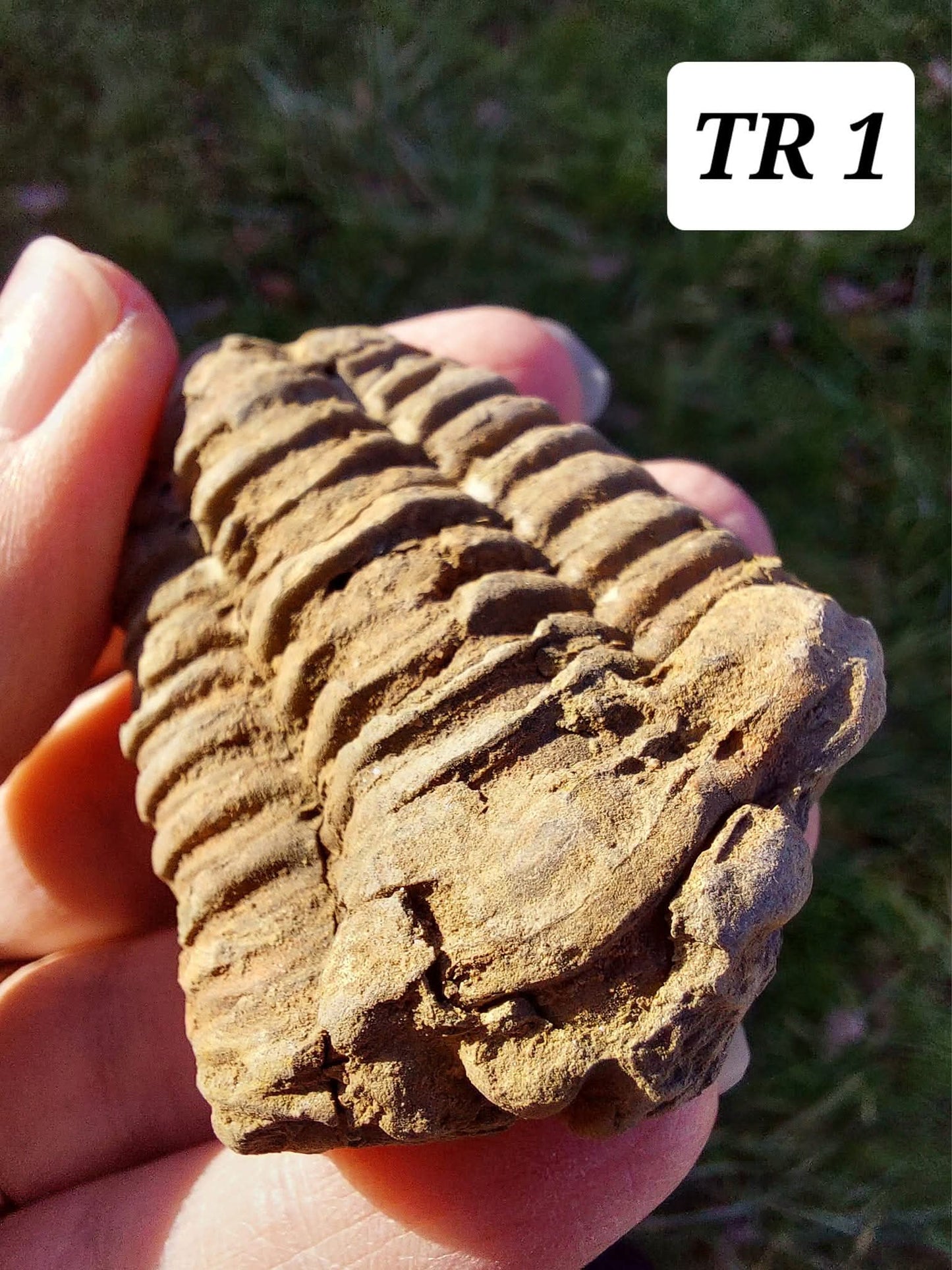 Trilobite (Flexicalymene), 47.00g, Fossil (Ref: TR1)