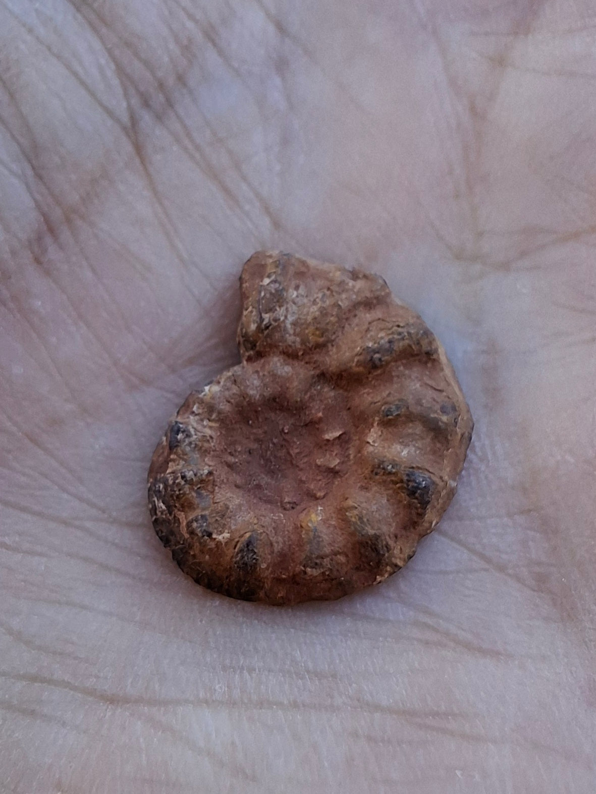 Small Haematite Ammonite HALF, 1.41g, Fossil (Ref: MA6)