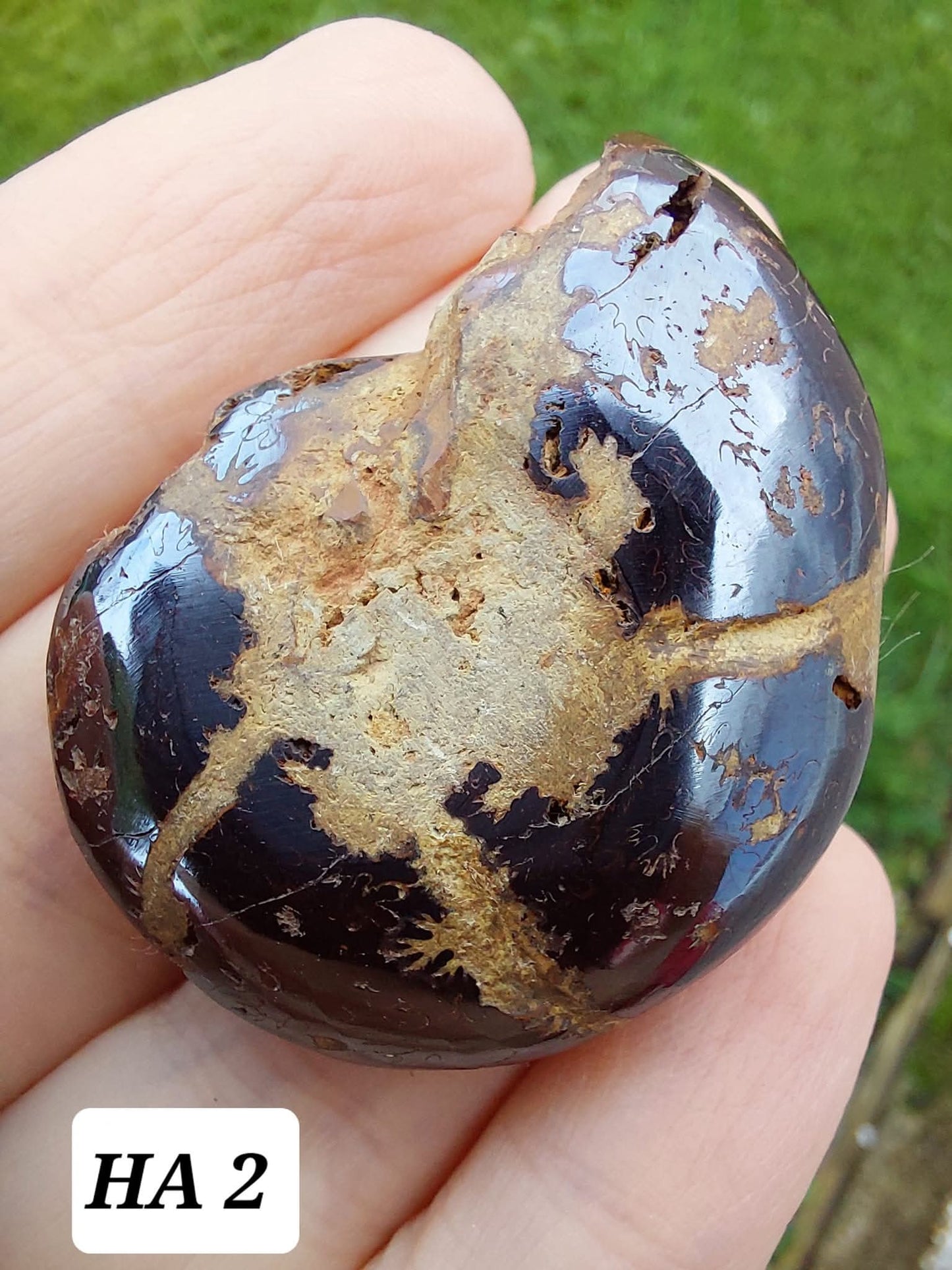 Hematite Ammonite, 22.72g, Fossil (Ref: HA2)