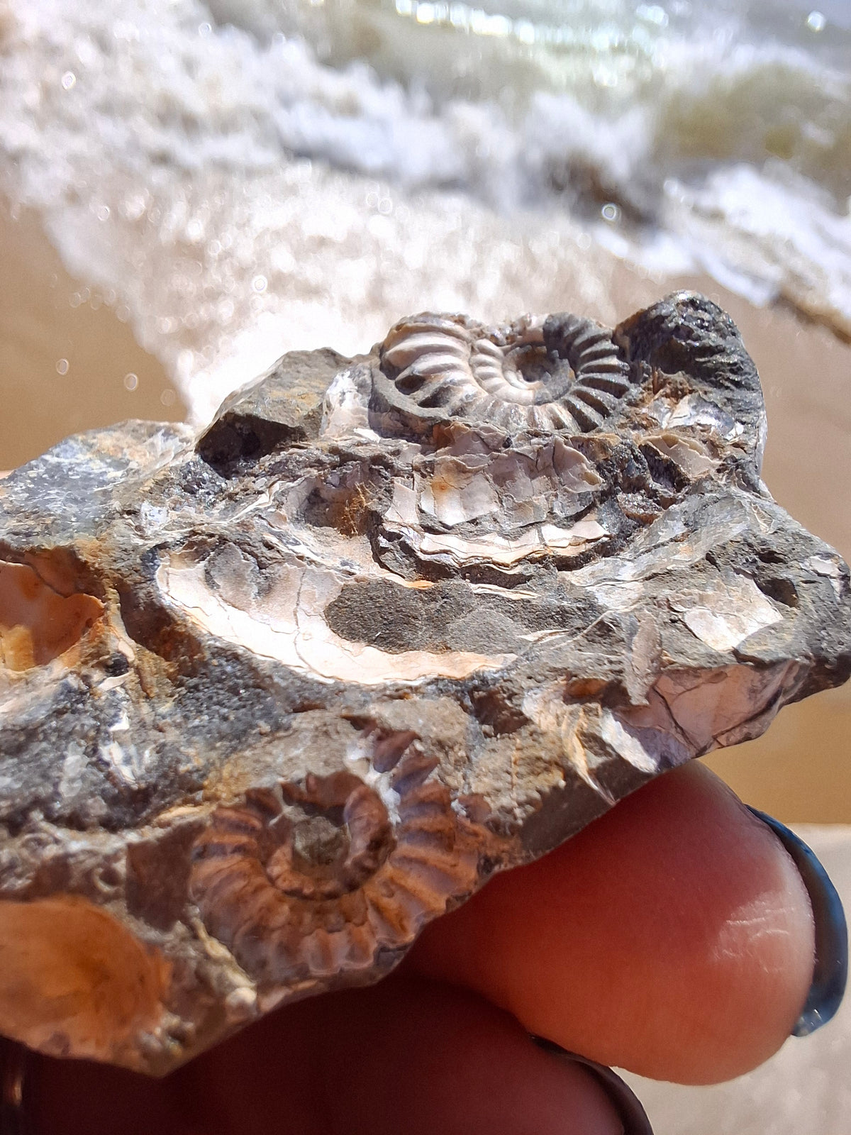 Ammonite Cluster, Fossil (Ref: ACL3)