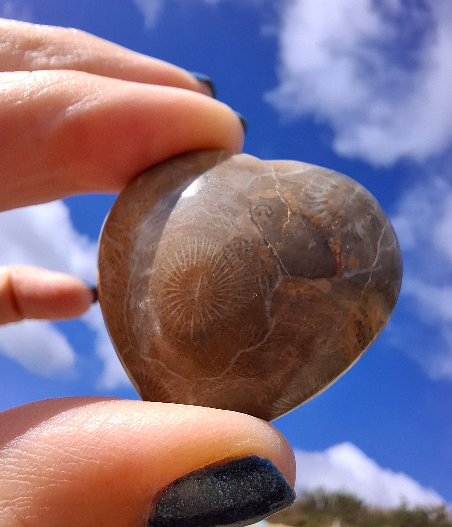 Fossil Coral Heart, (Ref:CoH1)