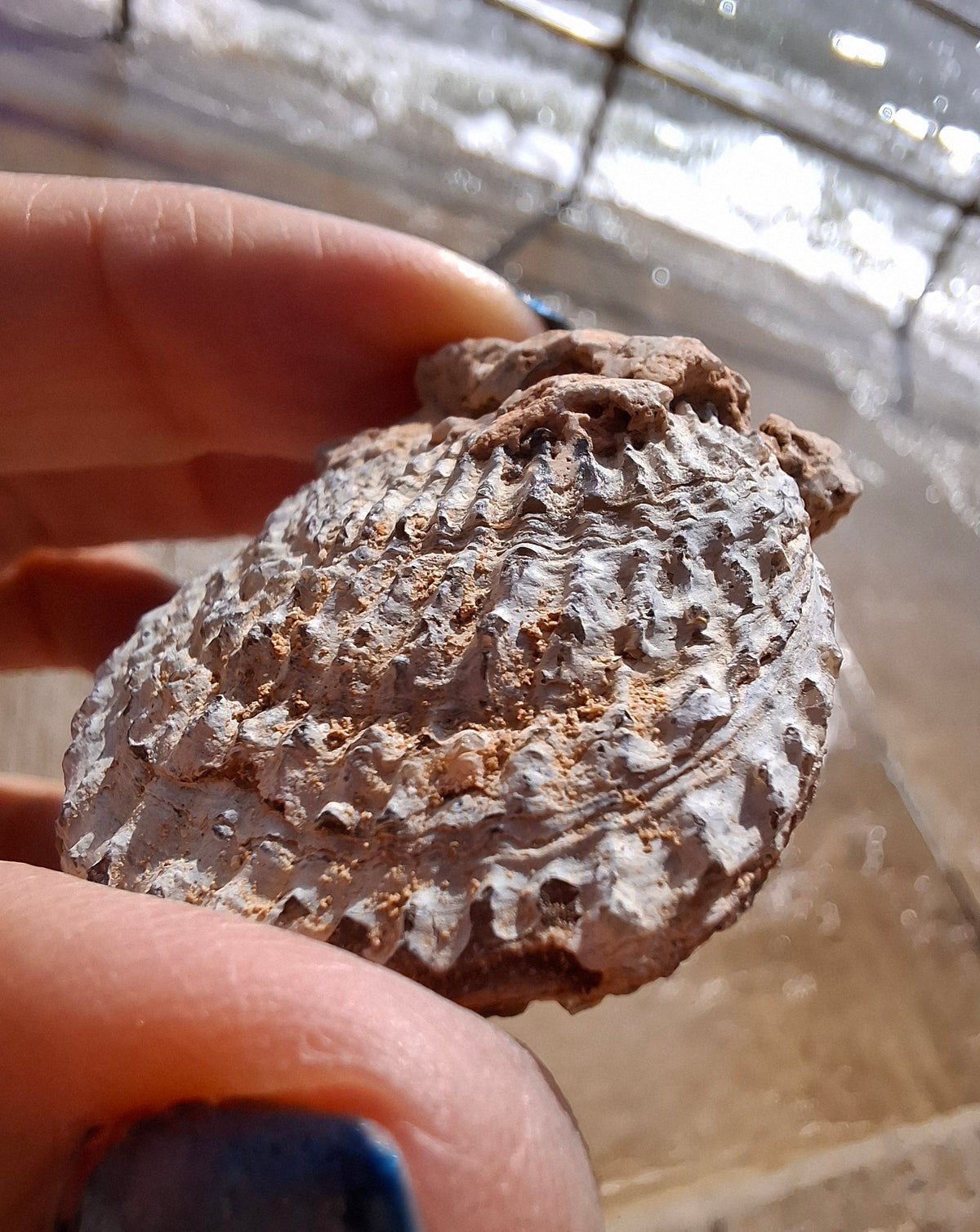 Chalcedony Oyster, Fossil (Ref: FO1)