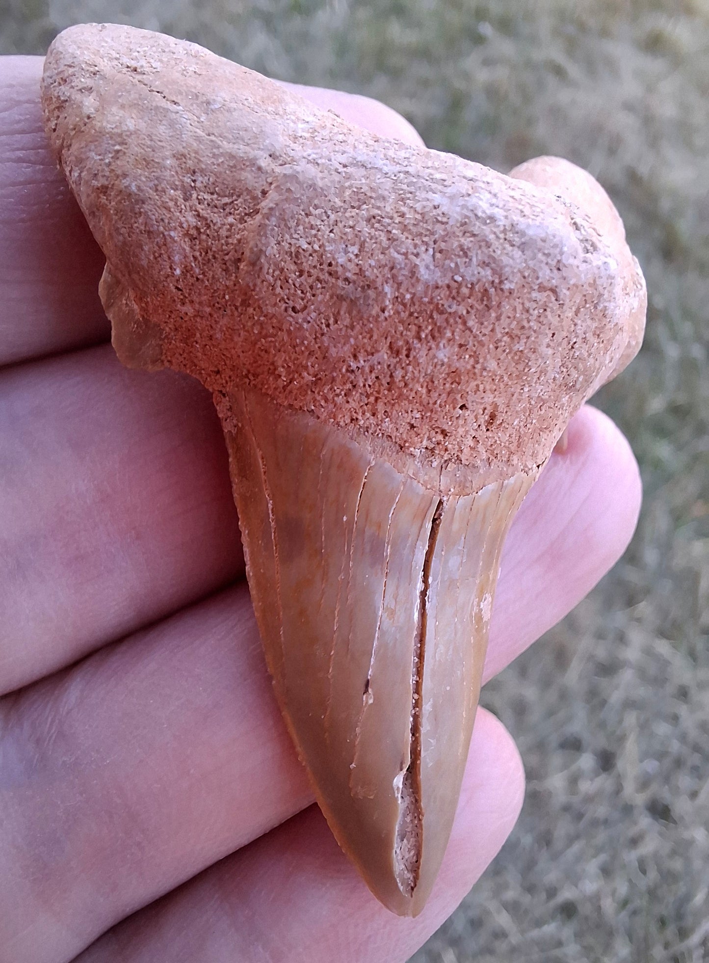 Otodus Shark Tooth, Fossil (Ref: OT 7)