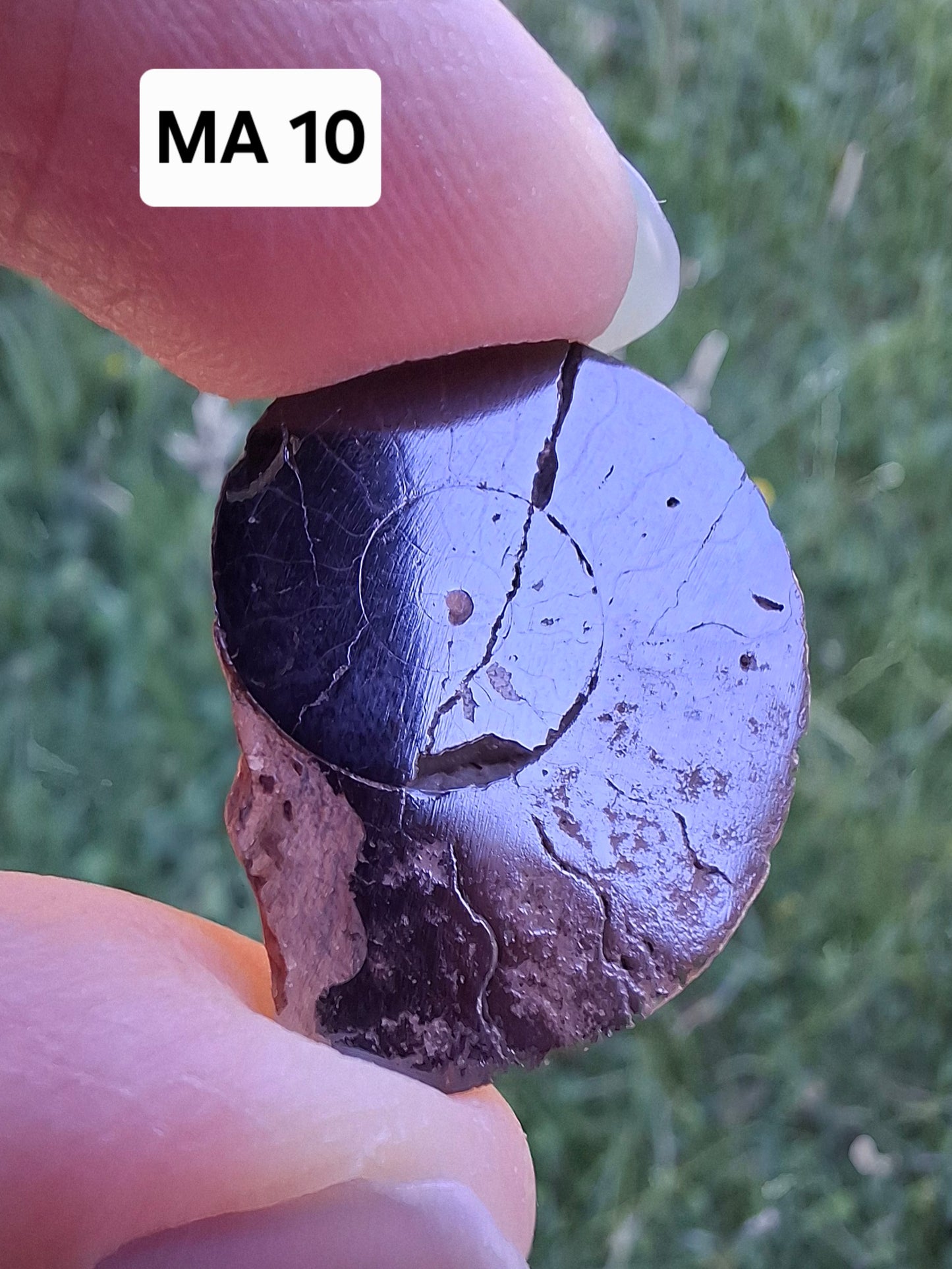 Small Haematite Ammonite HALF, 2.24g, Fossil (Ref: MA10)