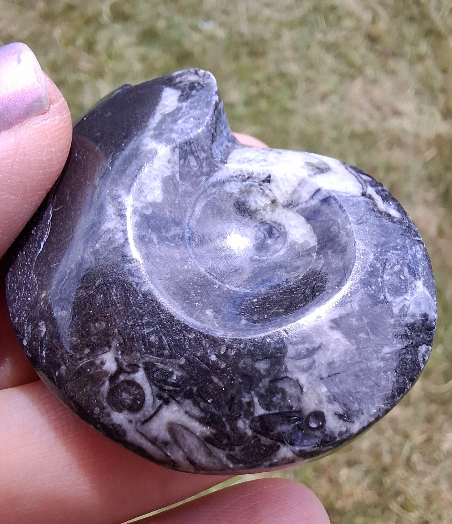 Goniatite, Fossil (Ref: GA5)