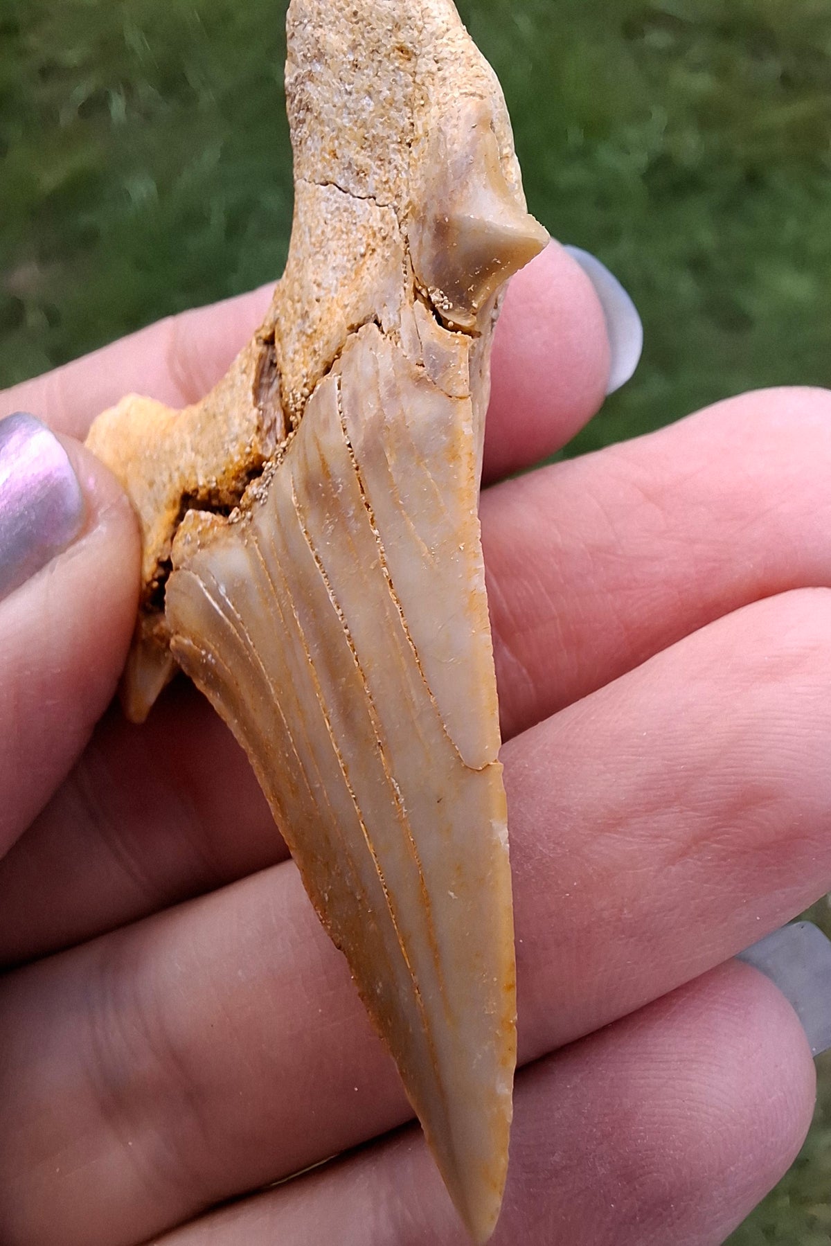 Otodus Shark Tooth, Fossil (Ref: OT6)