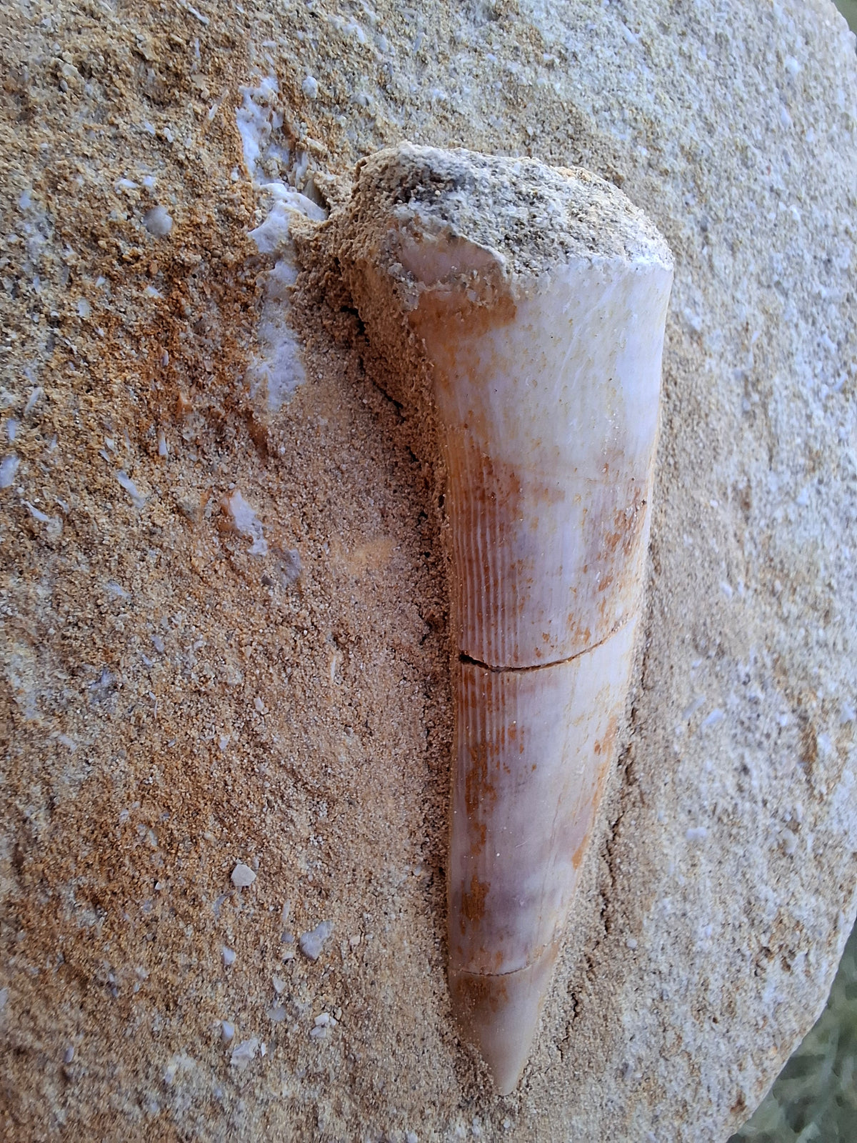 Enchodus Sabre Tooth, Fossil (Ref: ES5)