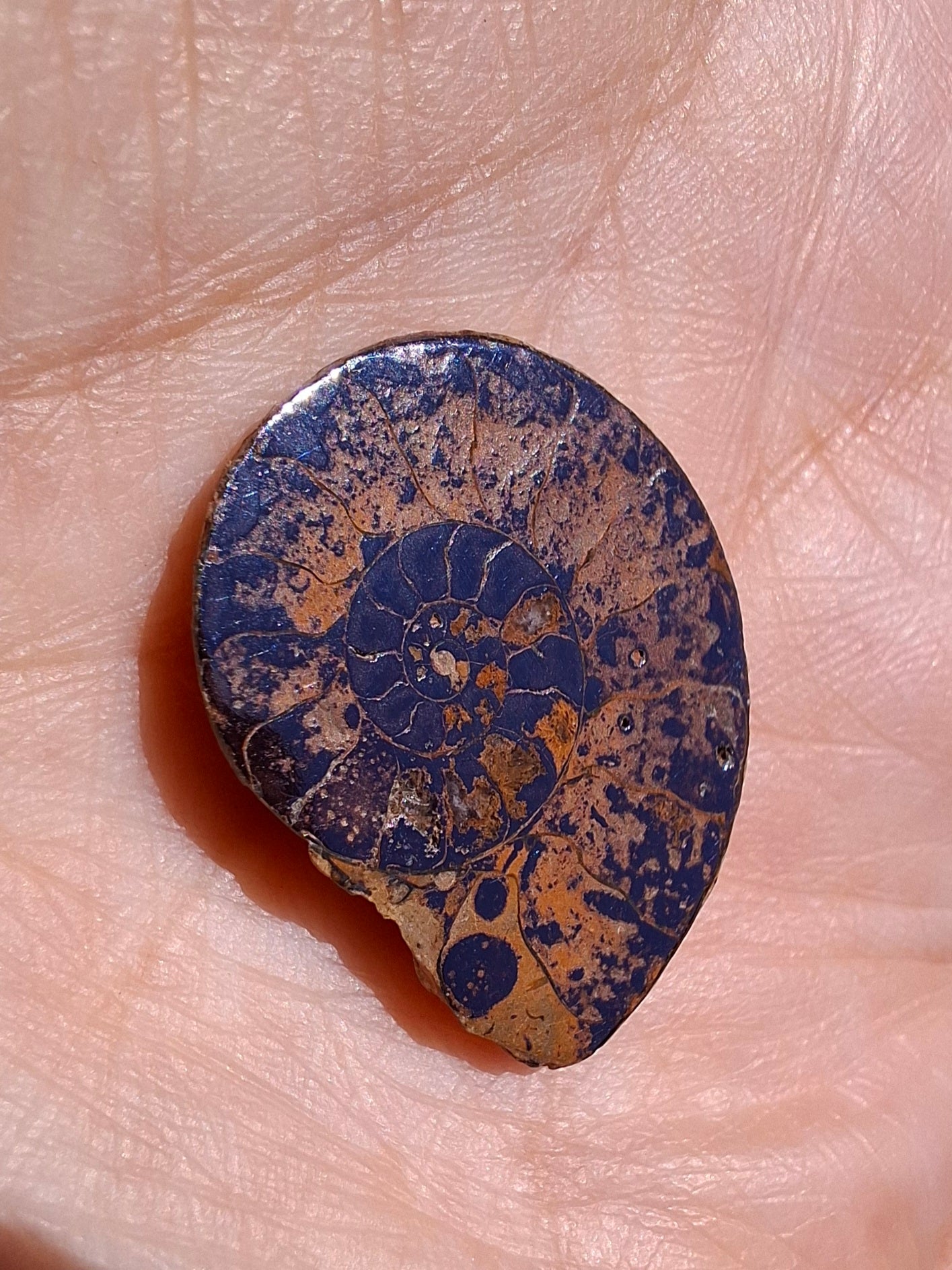 Small Haematite Ammonite HALF, 1.78g, Fossil (Ref: MA4)