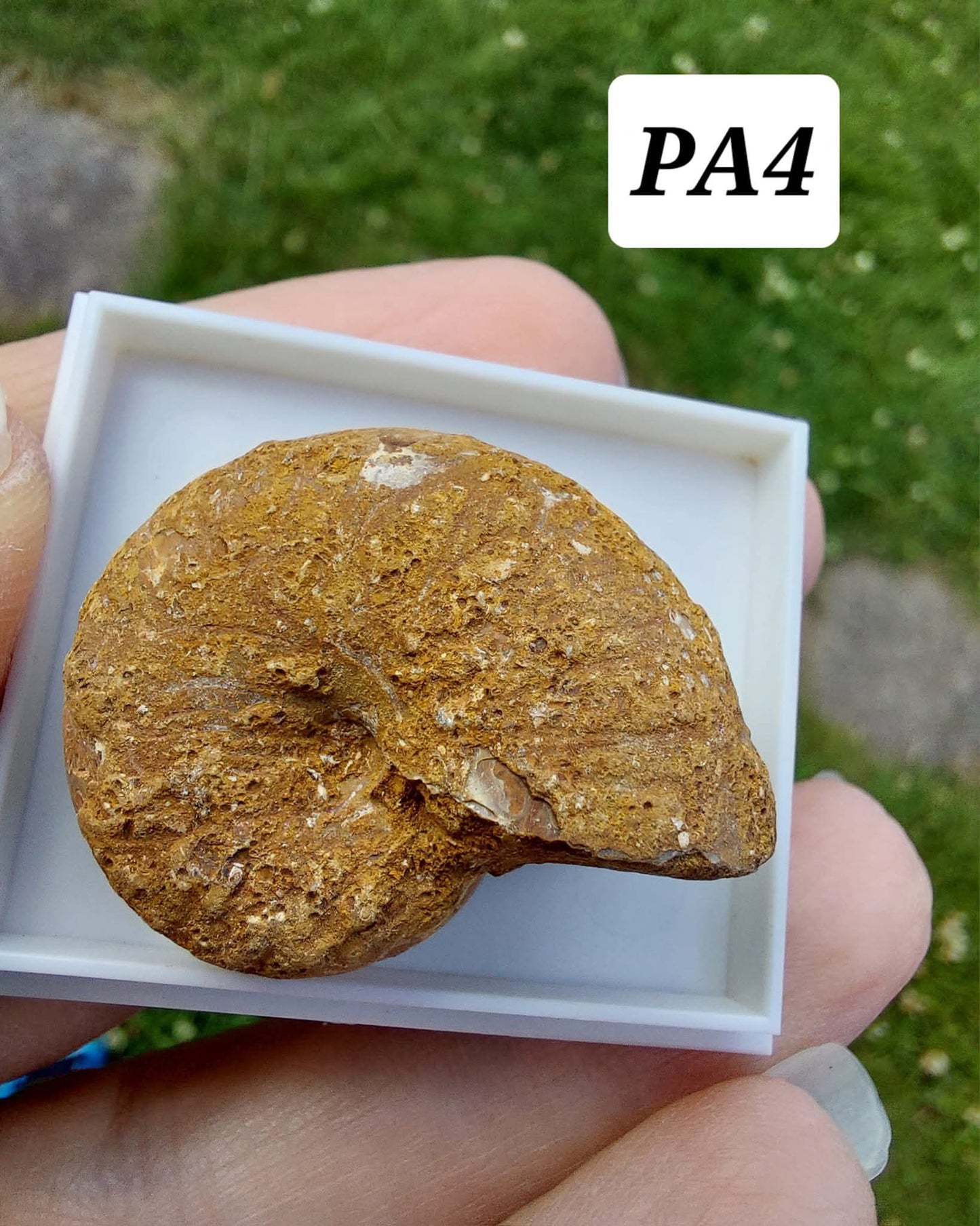 Phylloceras Ammonite, Fossil (Ref: PA4)