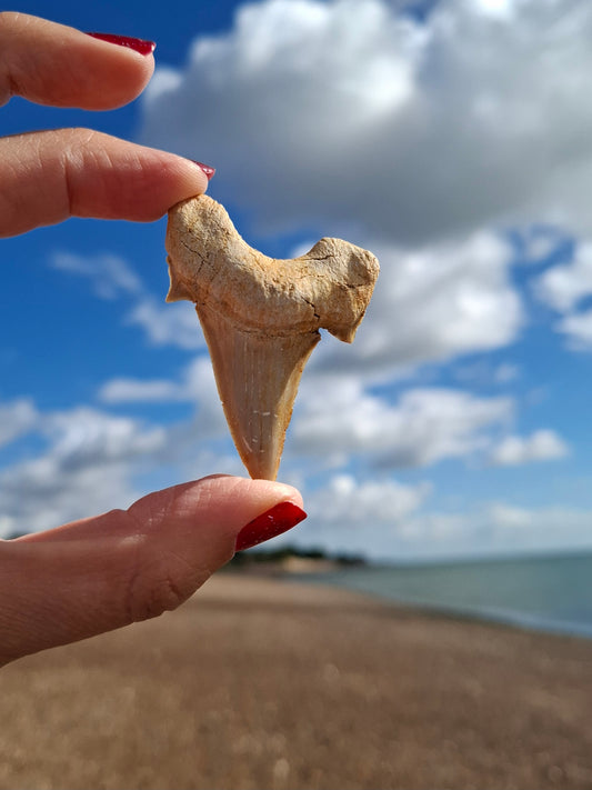 Otodus Shark Tooth, Fossil (Ref: OT6)