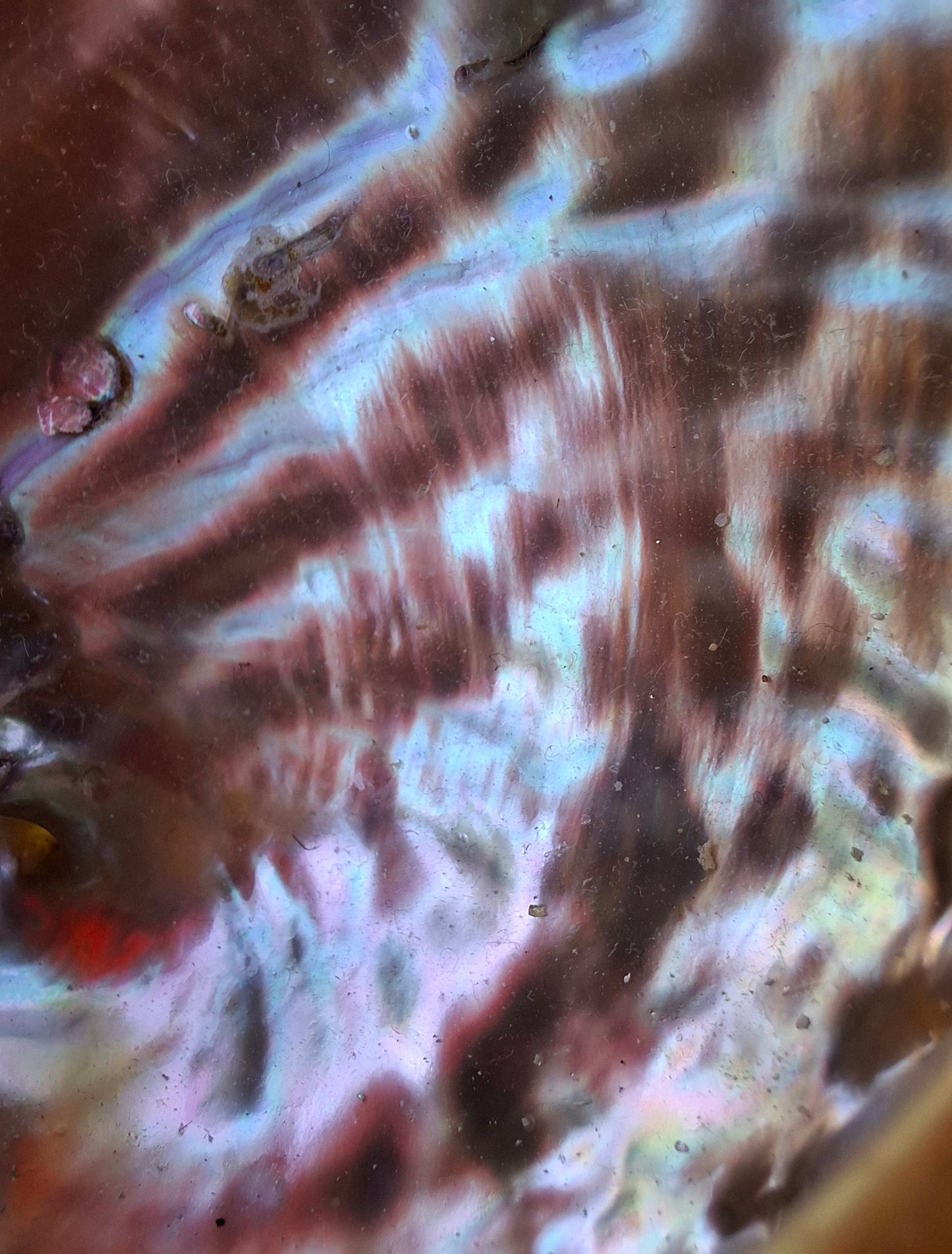 Abalone Shell, (Ref: SH3)