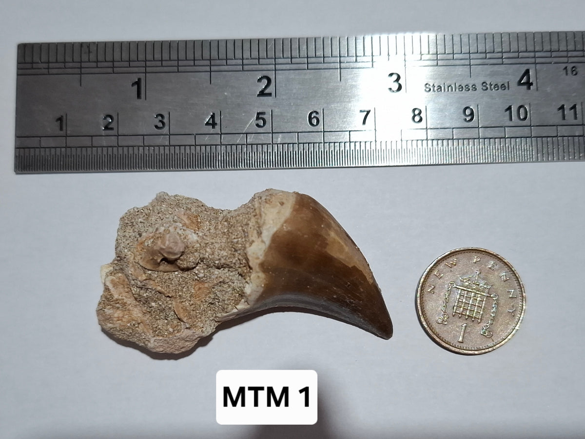 Mosasaurus Tooth with matrix, Fossil, (Ref: MTM1)