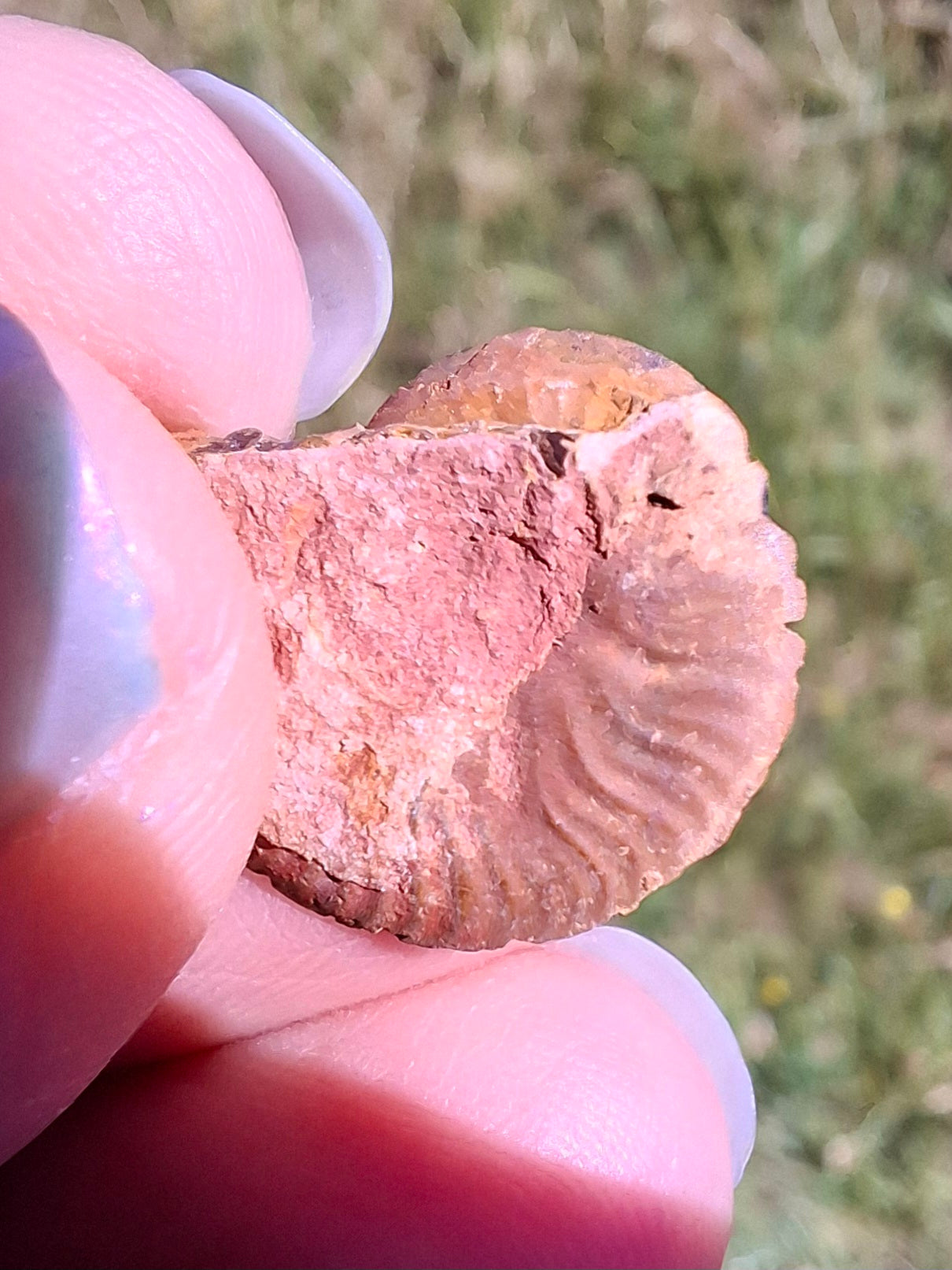 Small Haematite Ammonite HALF, 1.19g, Fossil (Ref: MA11)