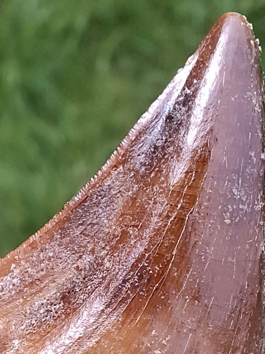 Mosasaurus Tooth with matrix, Fossil, (Ref: MTM1)