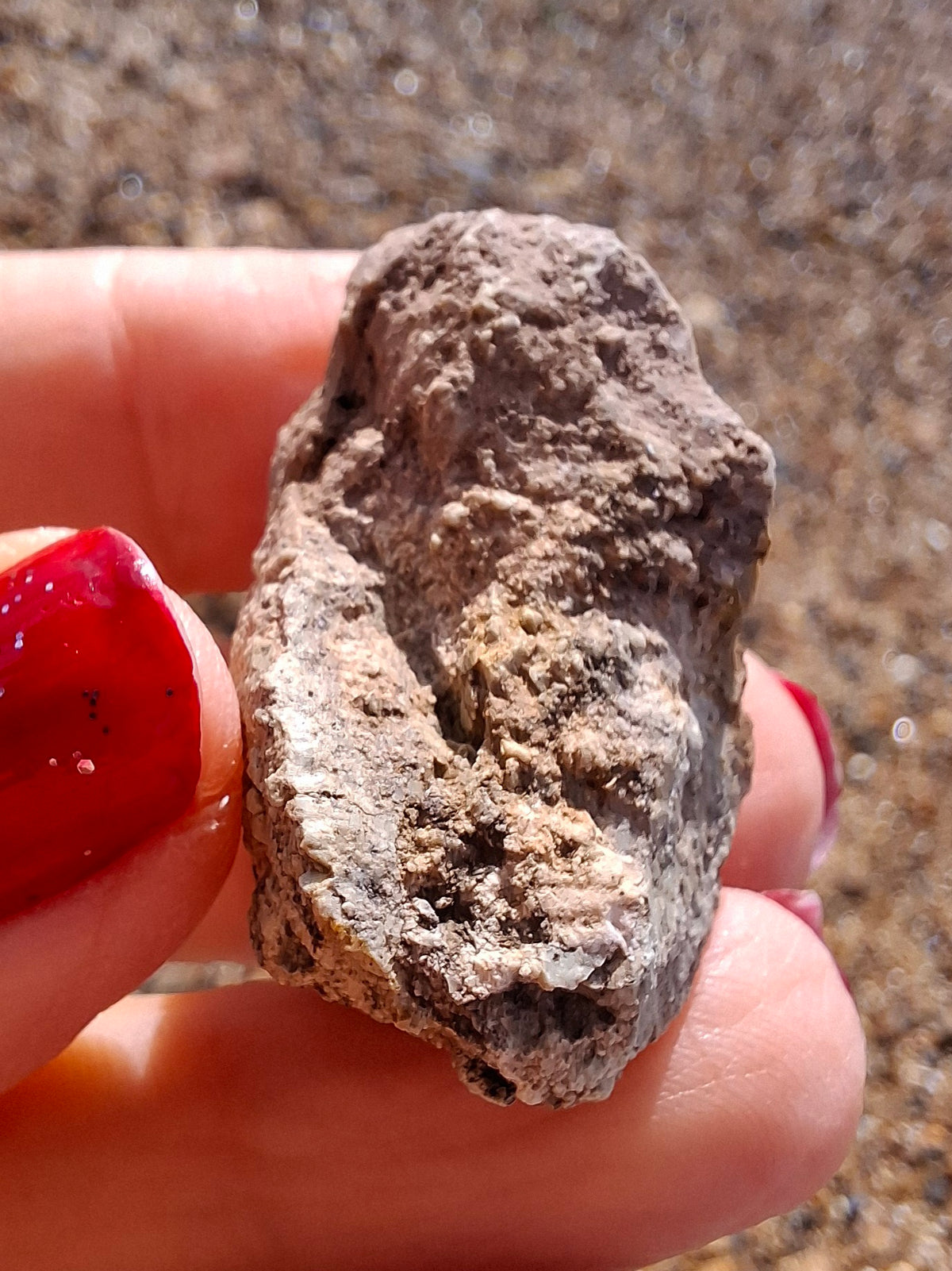Sauropod Dinosaur Coprolite, 12.82g, Fossil (Ref: DP1)