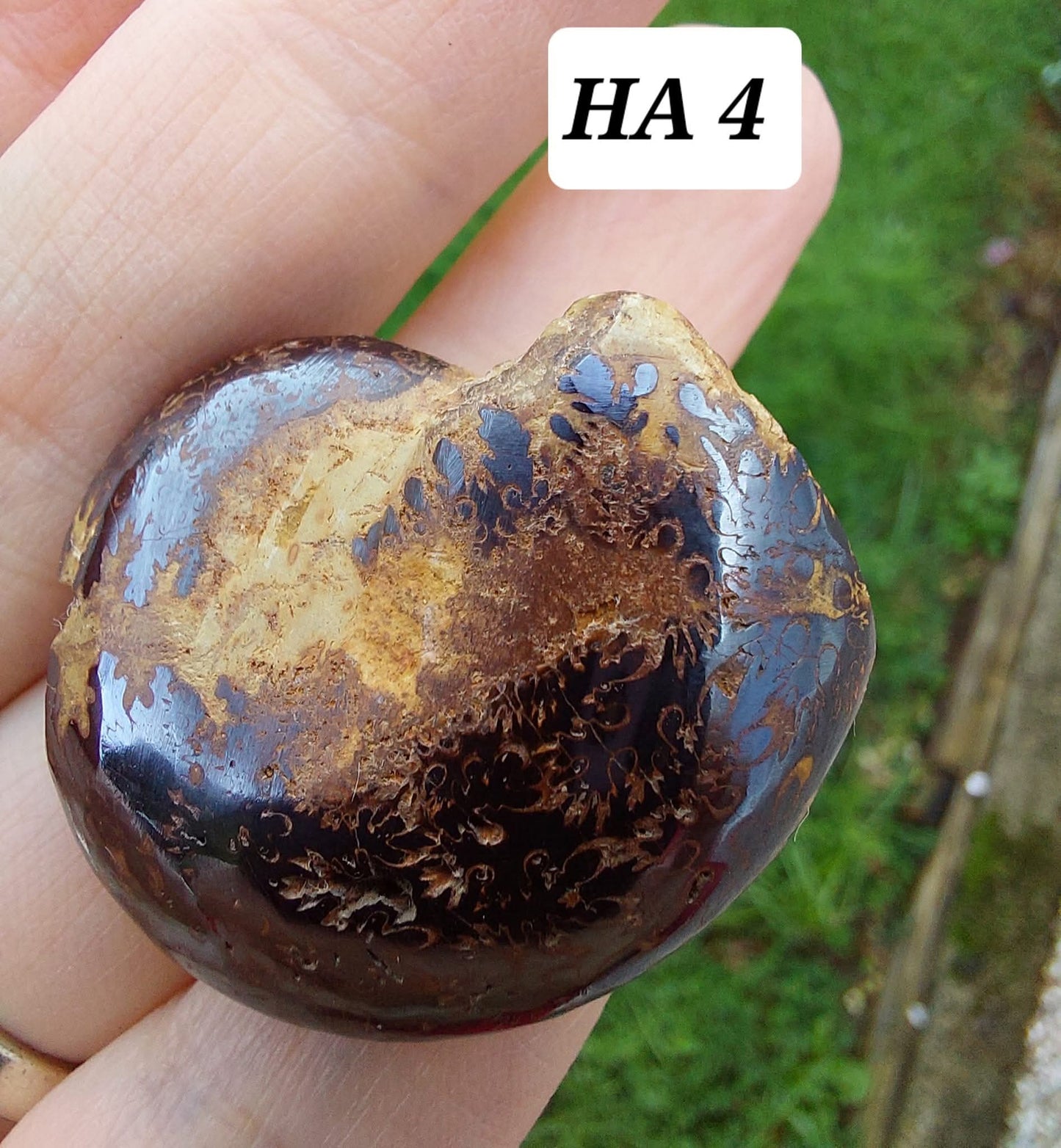 Hematite Ammonite, 18.26g, Fossil (Ref: HA4)