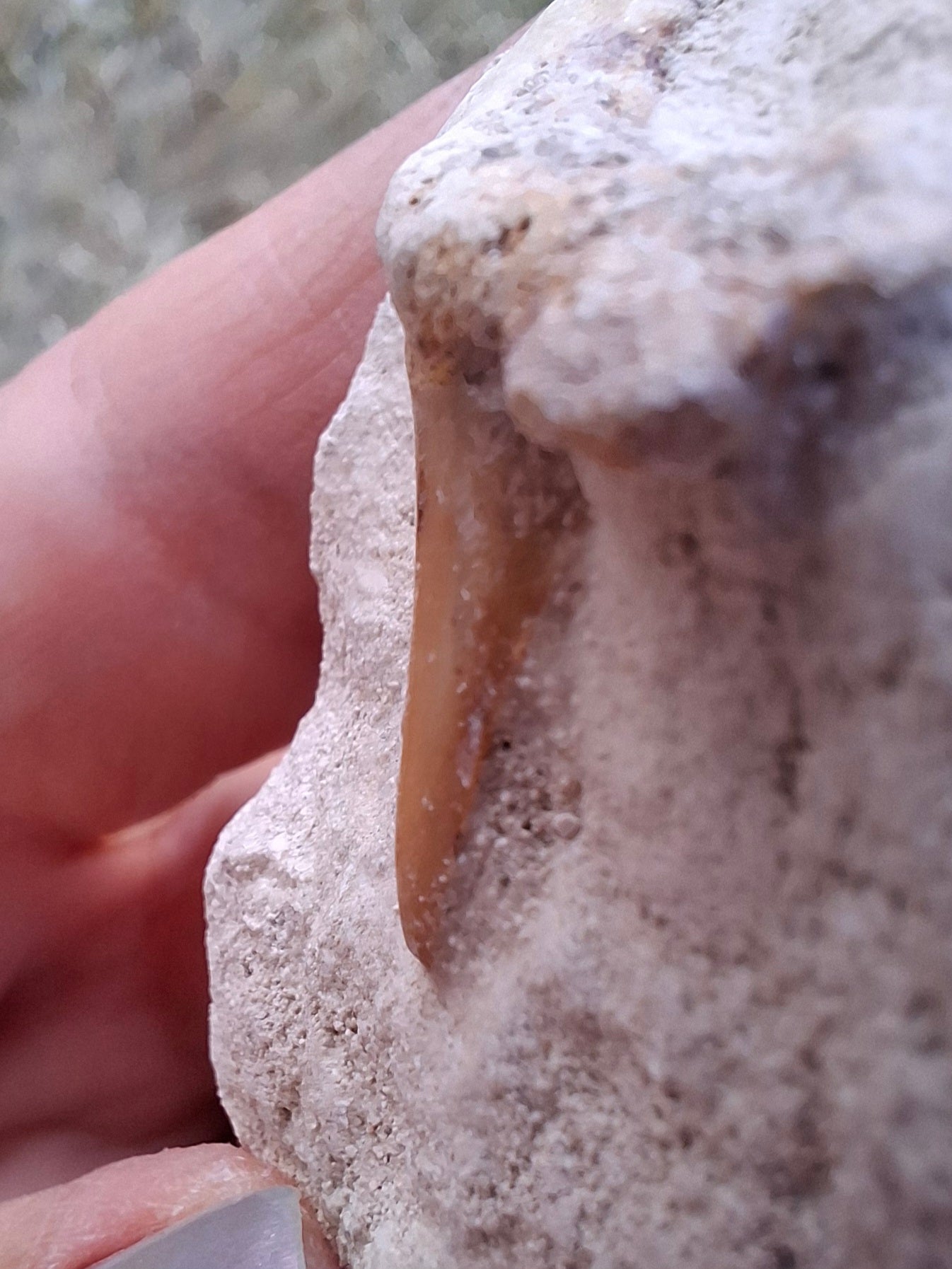 Otodus Shark Tooth, Fossil (Ref: OT4)