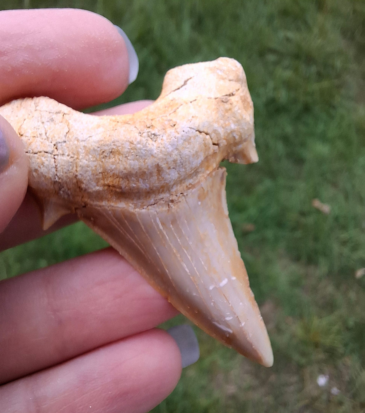 Otodus Shark Tooth, Fossil (Ref: OT6)