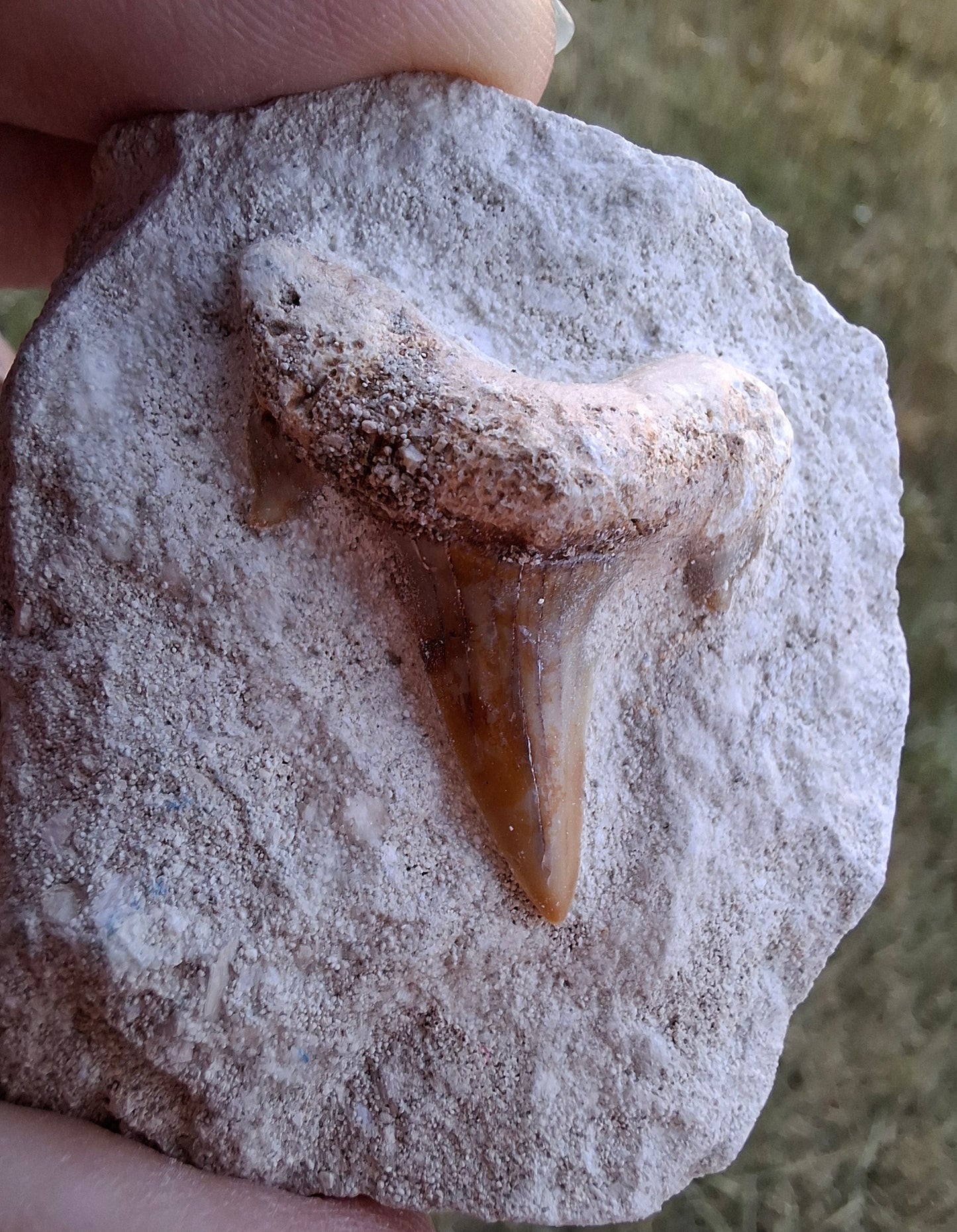 Otodus Shark Tooth in rock, Fossil (Ref: OT1)