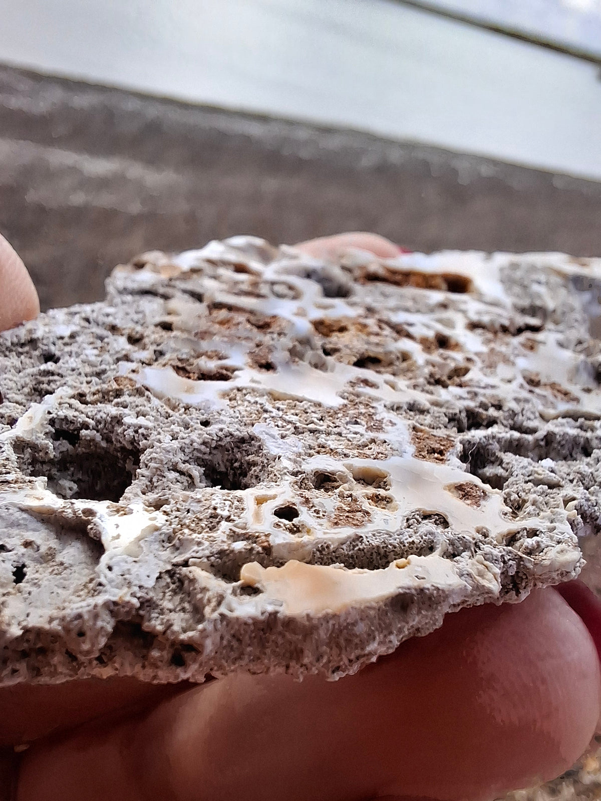 Fossilised Coral replaced by Chalcedony/Agate, Fossil (Ref: FCA2)