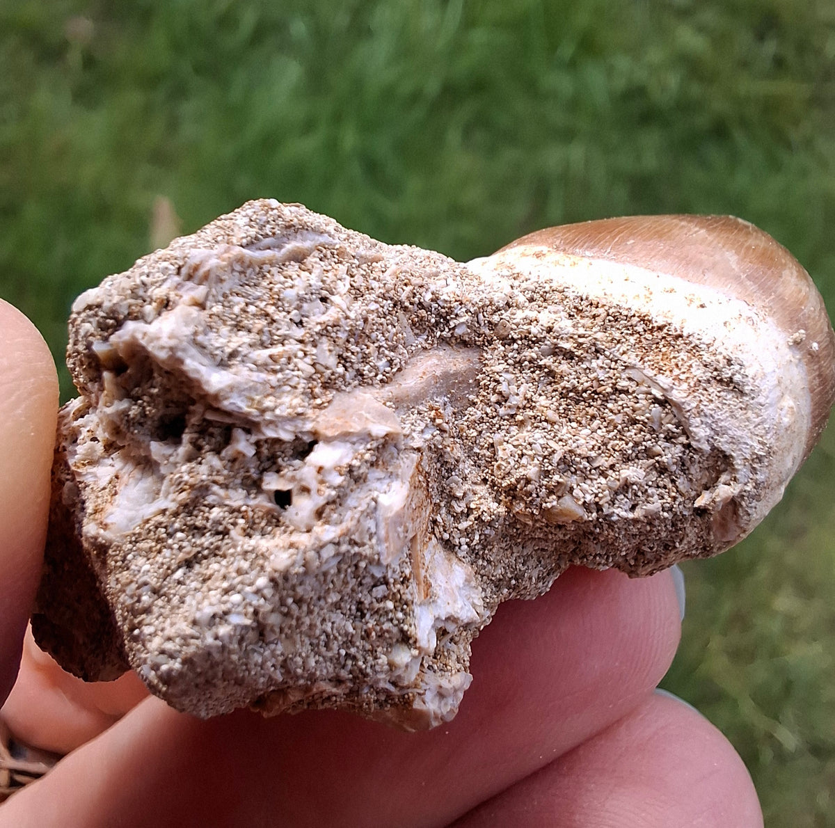 Mosasaurus Tooth with matrix, Fossil, (Ref: MTM1)