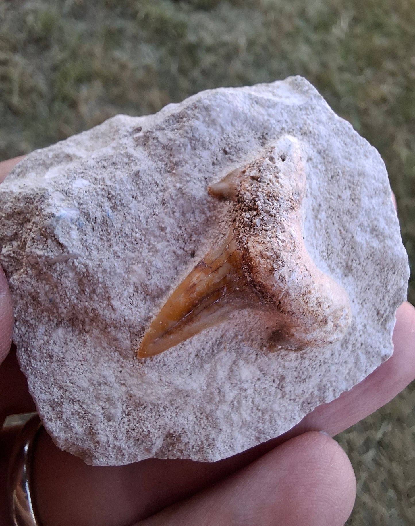 Otodus Shark Tooth in rock, Fossil (Ref: OT1)