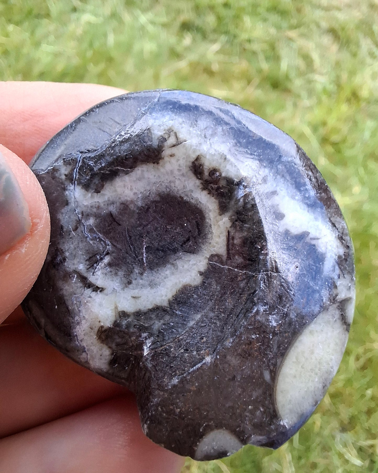 Goniatite, Fossil (Ref: GA6)