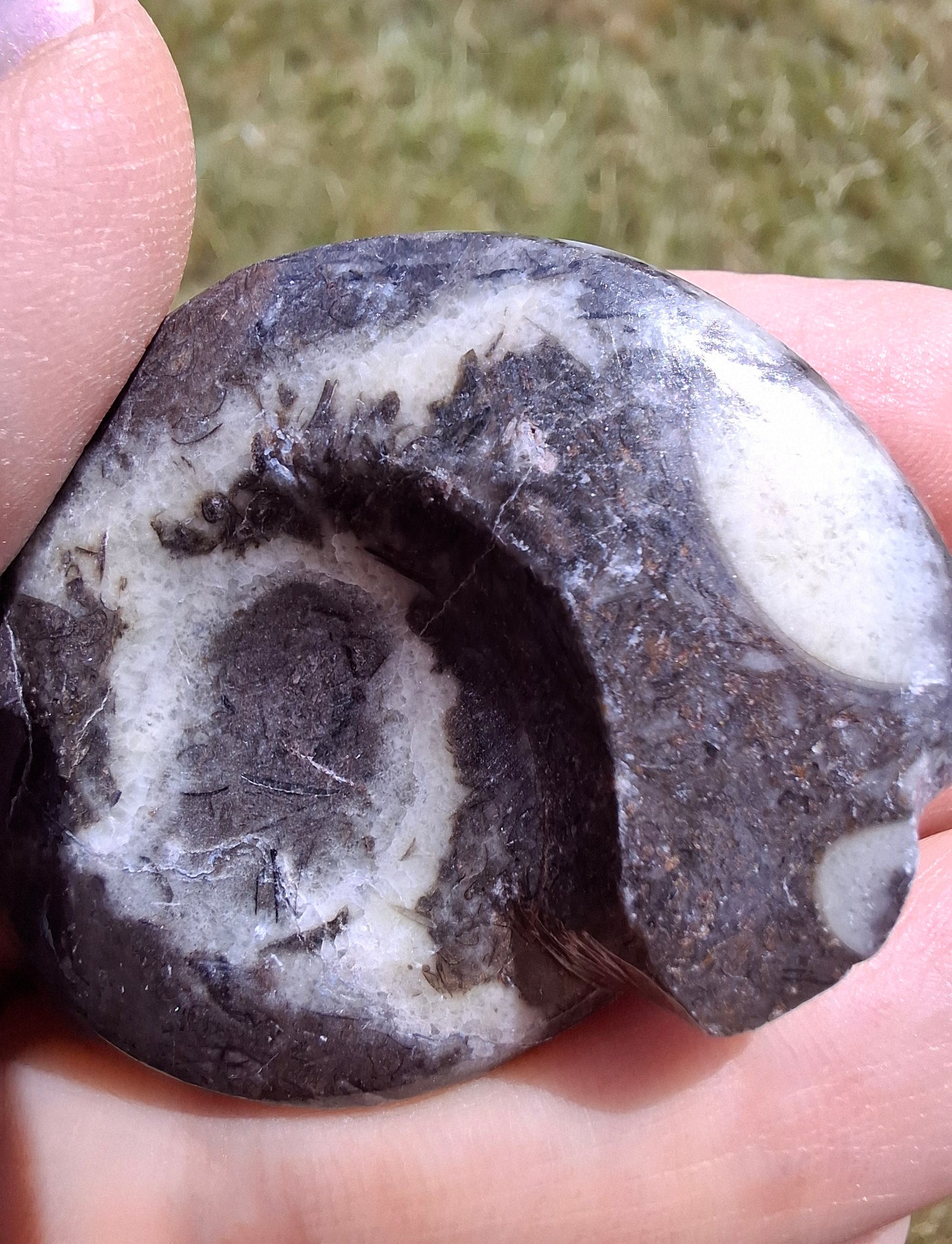 Goniatite, Fossil (Ref: GA6)