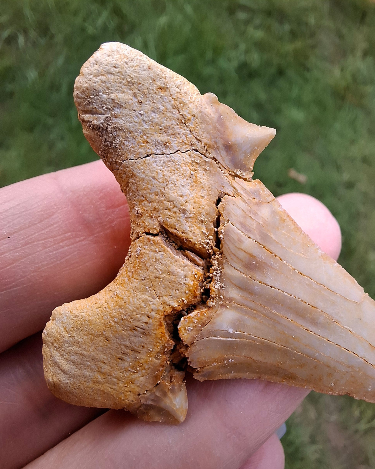 Otodus Shark Tooth, Fossil (Ref: OT6)